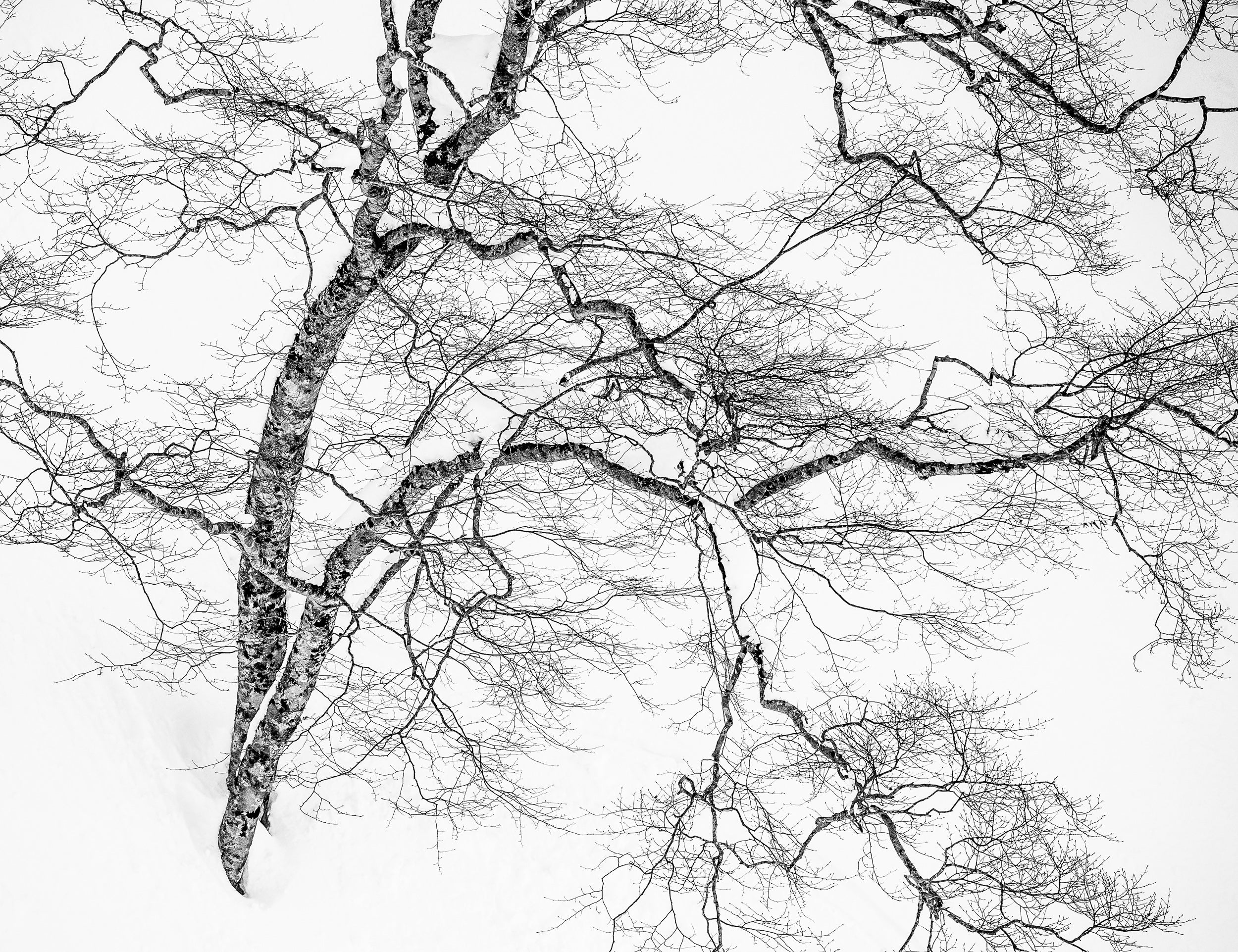 Birch on Myoko Mountainside: 11x14 Open Edition Matted Print