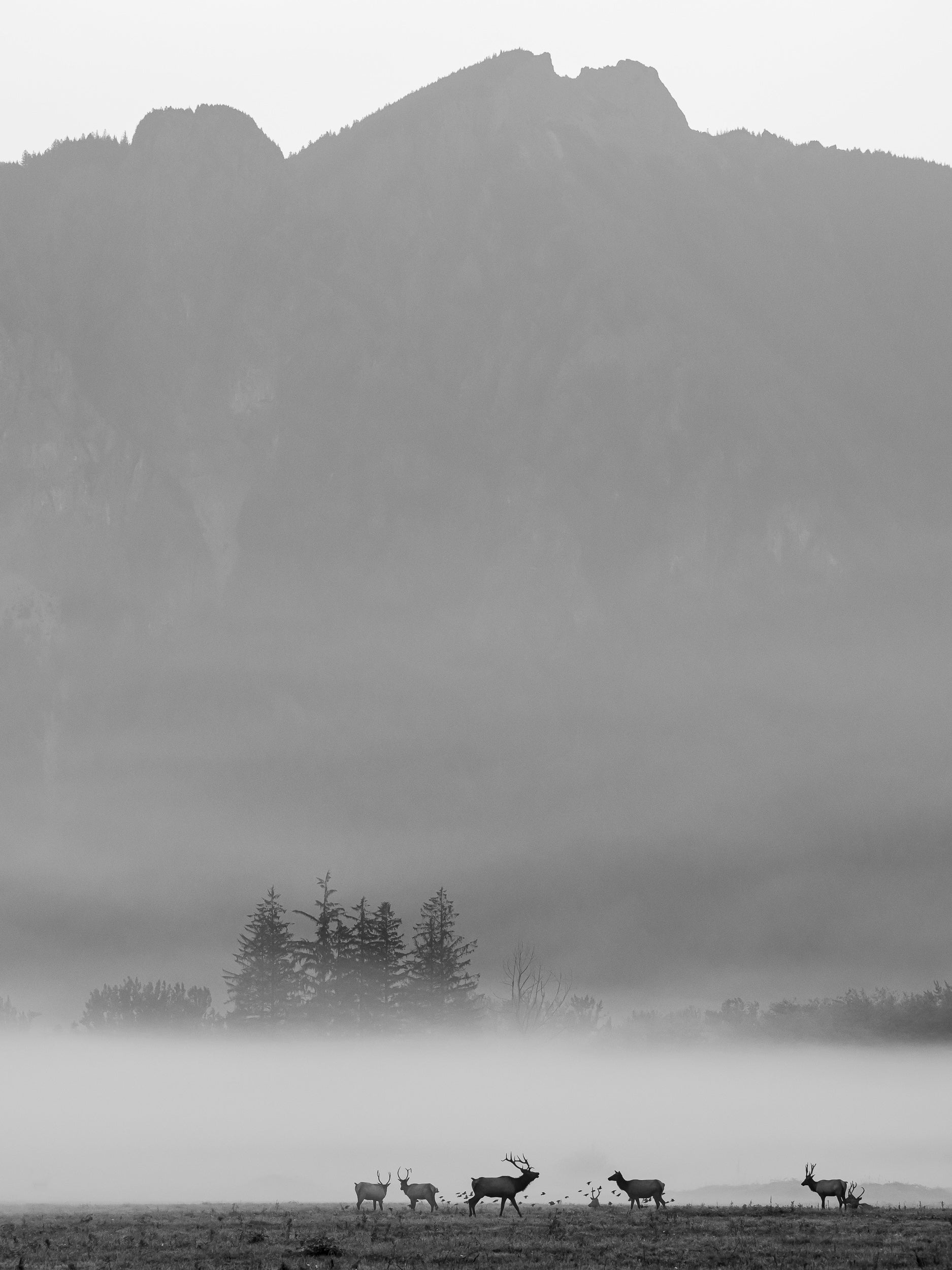 Elk in Autumn Fog below Mount Si: Limited Edition Print