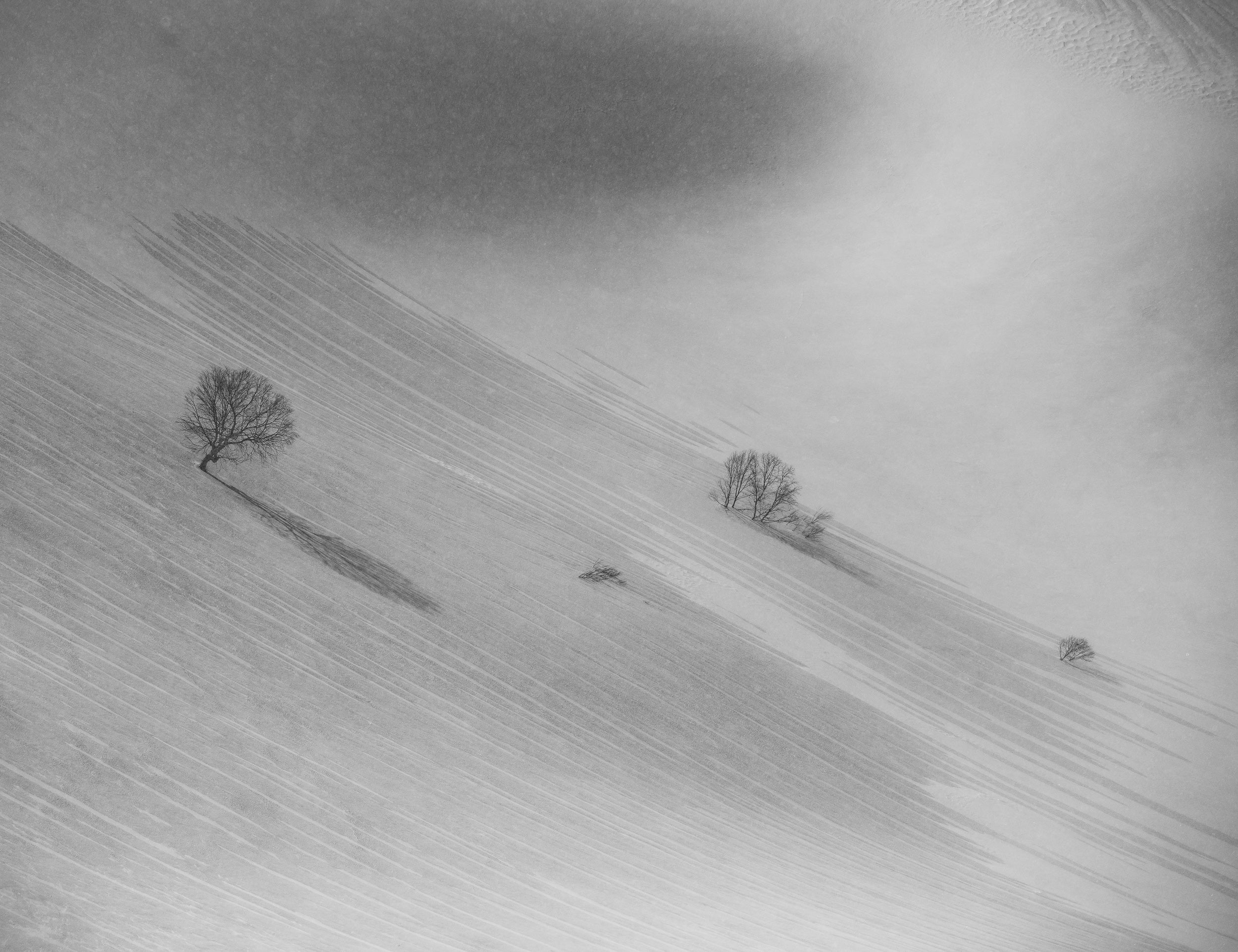 Sparse Trees on Norikura: 11x14 Open Edition Matted Print