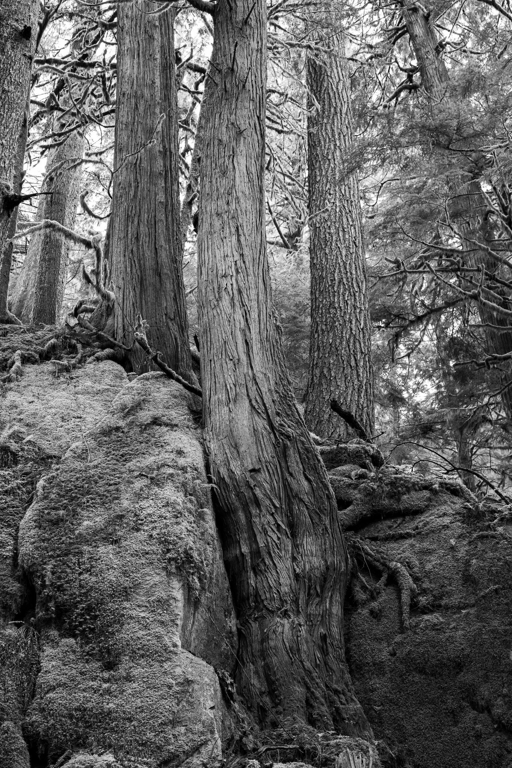 Stone and Root near Dingford Creek: Limited Edition Print