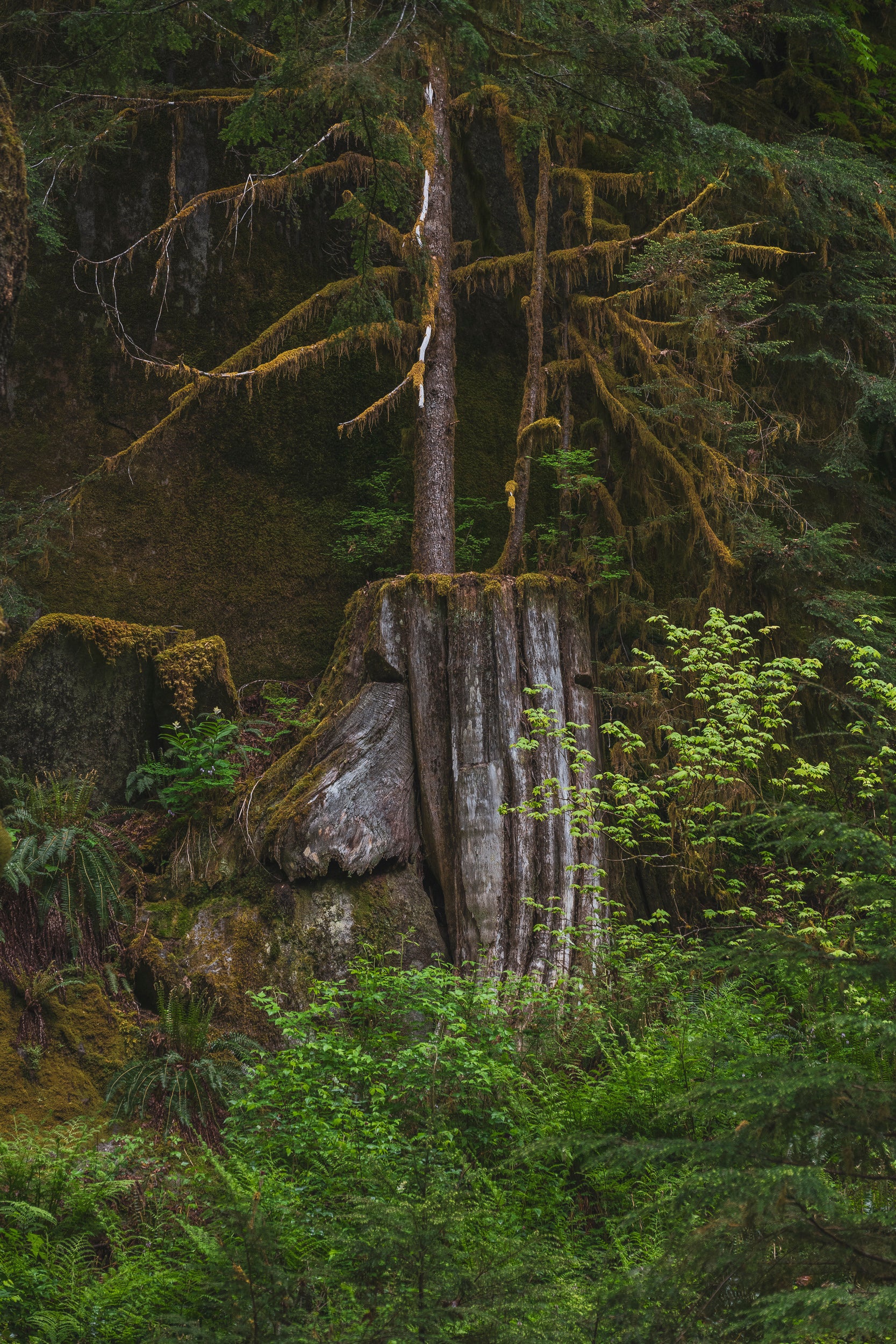 Verdant - Dingford Creek: 24x36 Limited Edition Framed Print