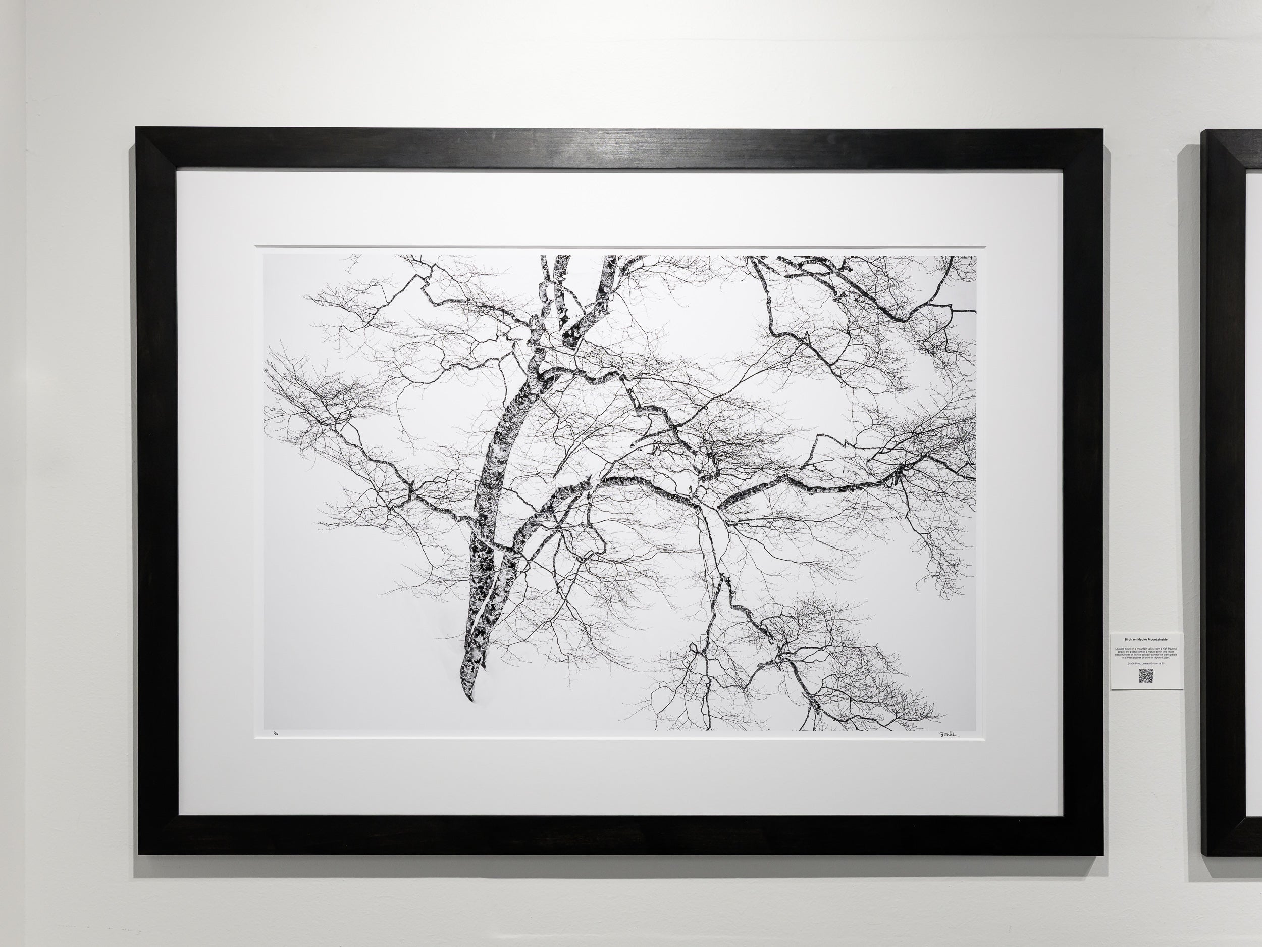 Birch on Myoko Mountainside: 24x36 Limited Edition Framed Print