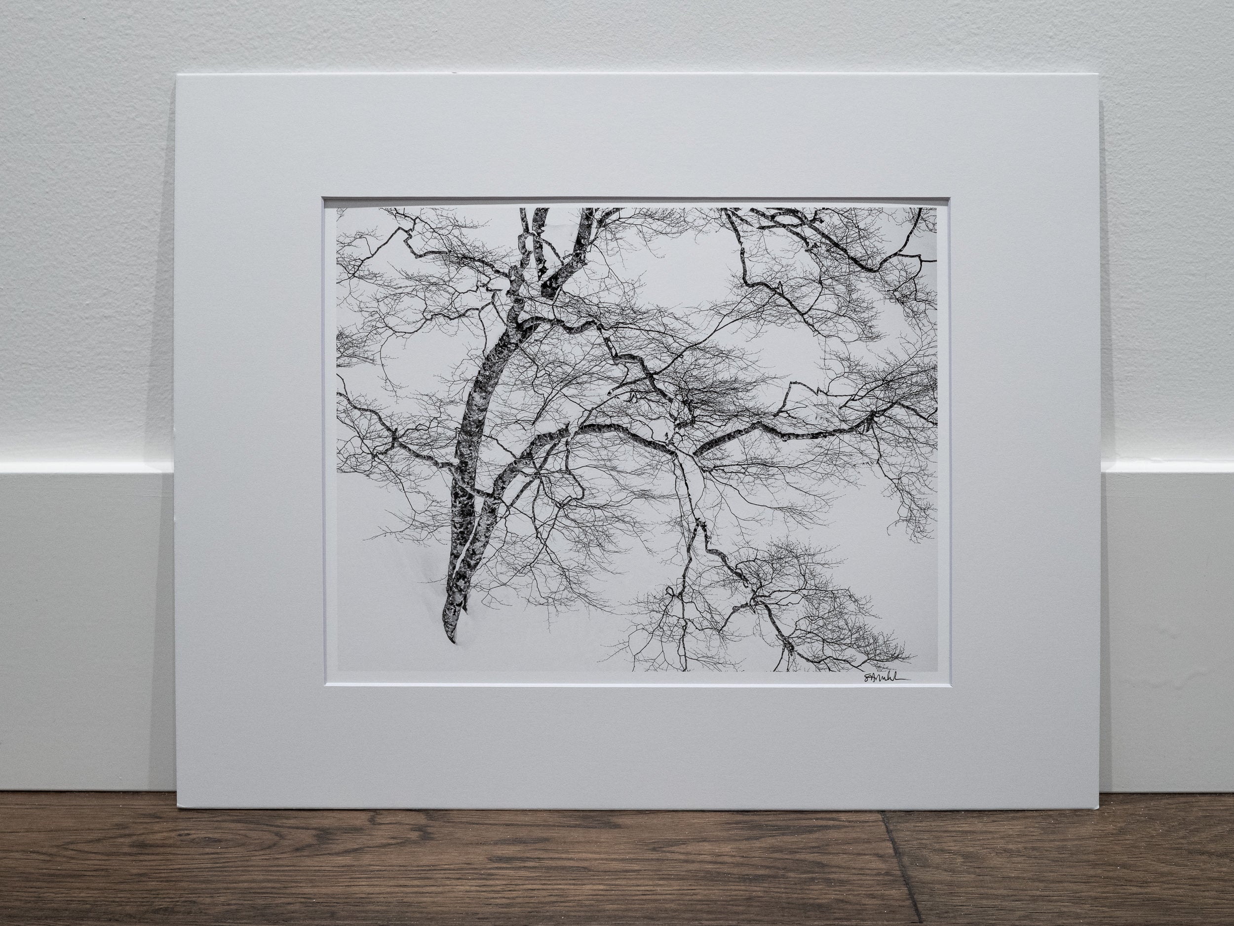 Birch on Myoko Mountainside: 11x14 Open Edition Matted Print