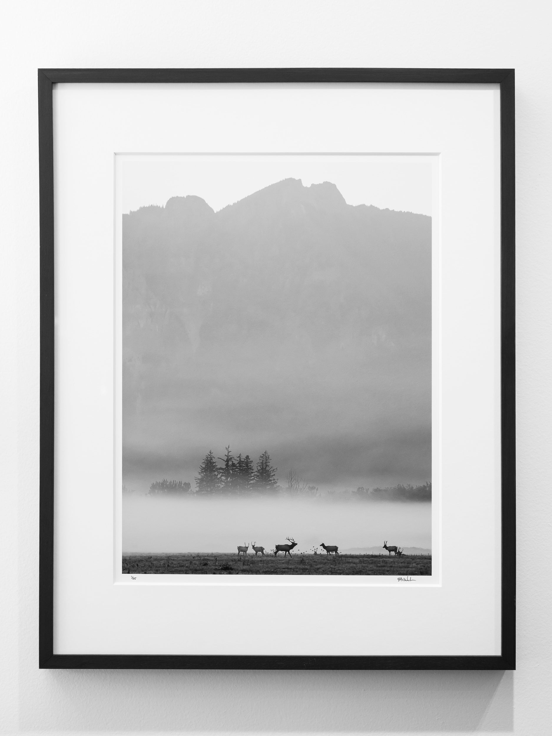 Elk in Autumn Fog below Mount Si: Limited Edition Framed Print
