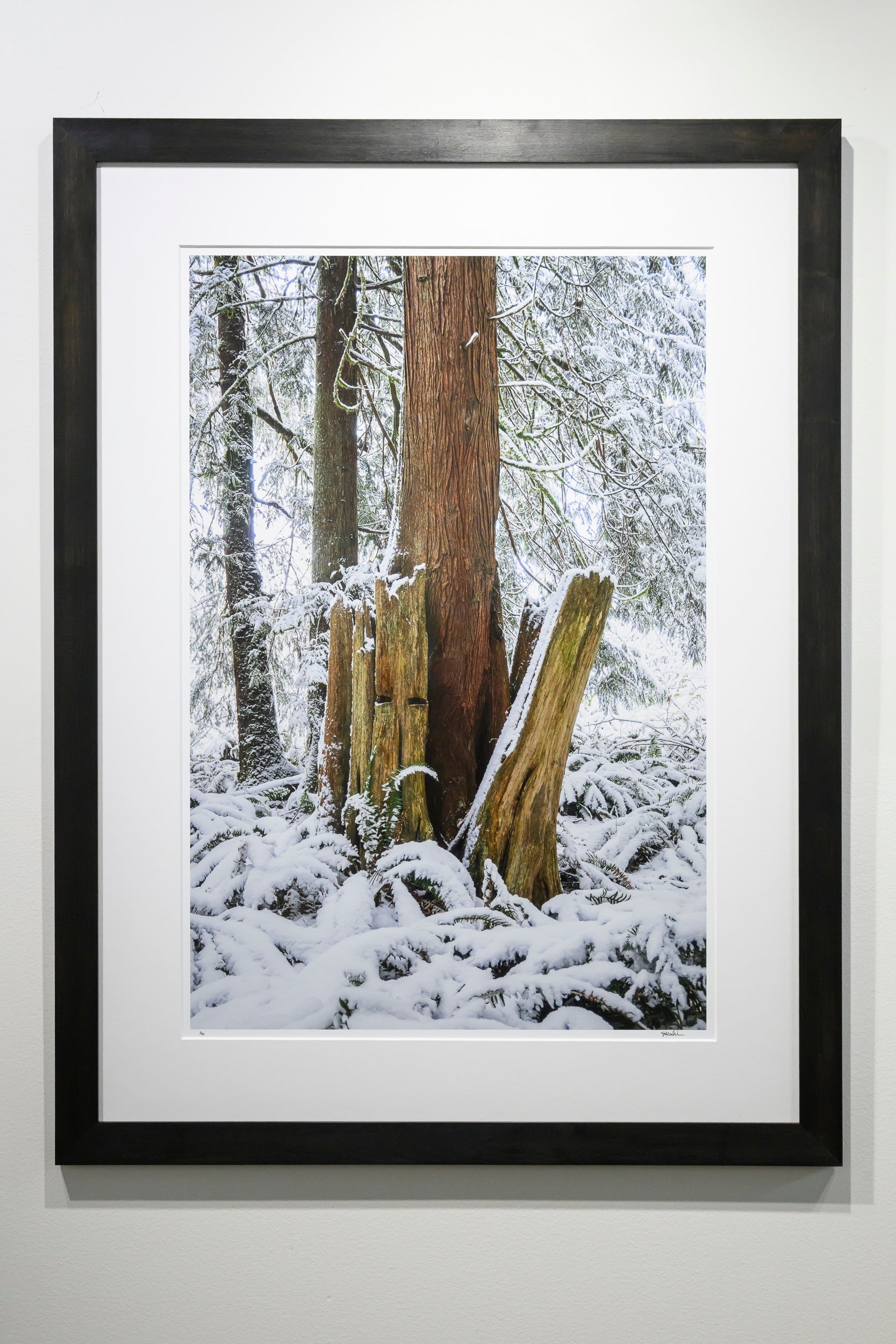 Emergence - Fall City: 24x36 Limited Edition Framed Print