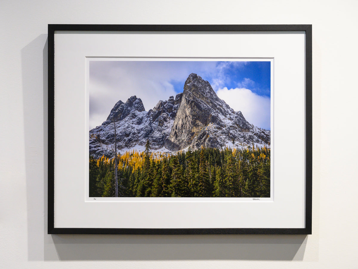 Golden Larches and October Snowfall on Liberty Group: Limited Edition Framed Print