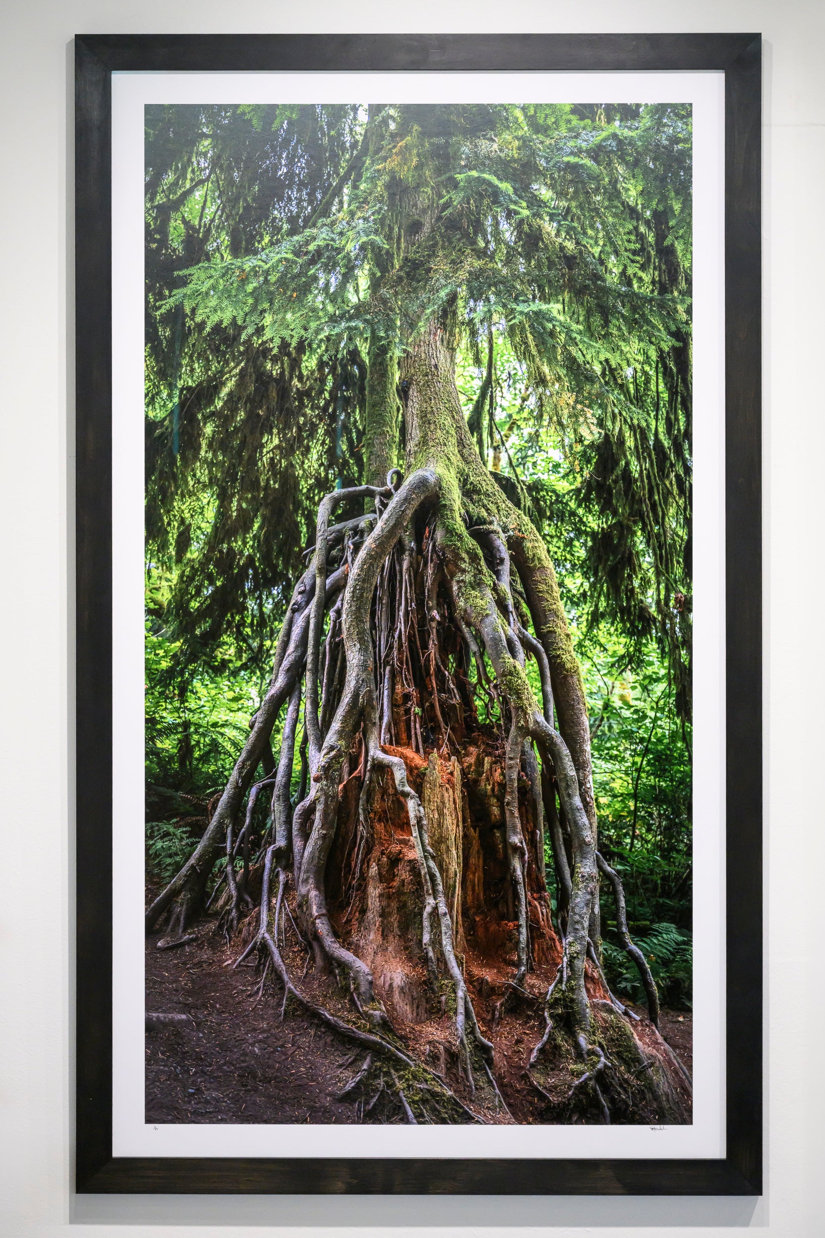 Grasping - Snoqualmie Falls: 30x56 Limited Edition Framed Print