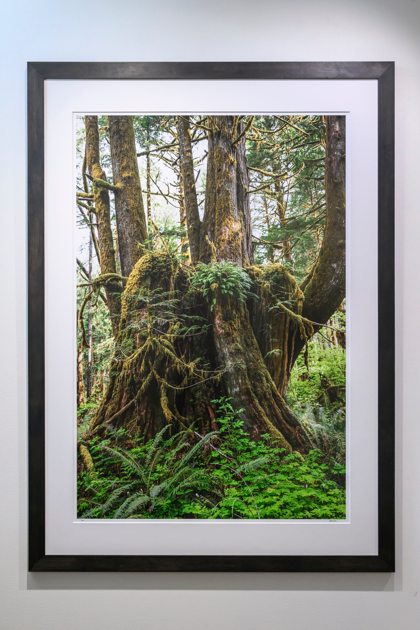 Proliferation - Mine Creek: 32x48 Limited Edition Framed Print