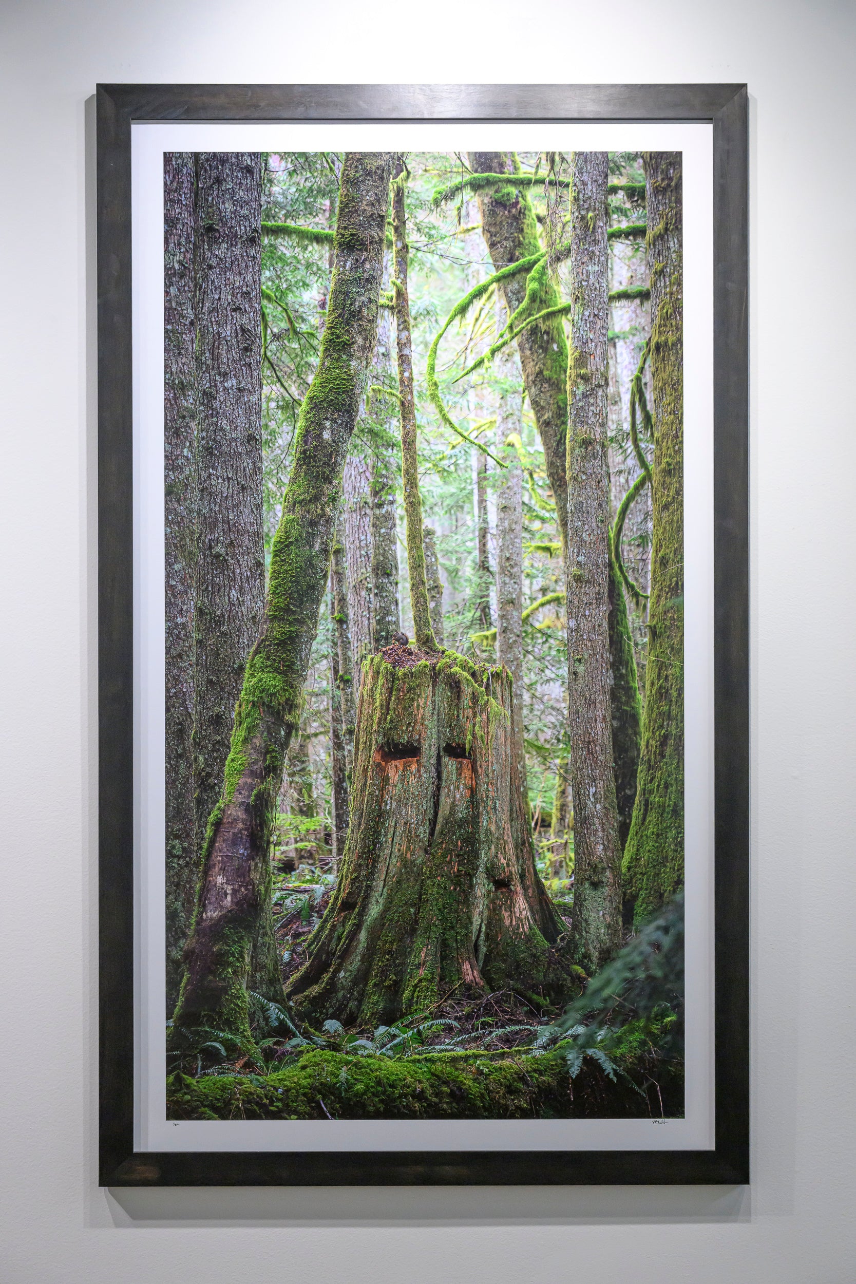Squirrel - Tinkham Road: 30x56 Limited Edition Framed Print