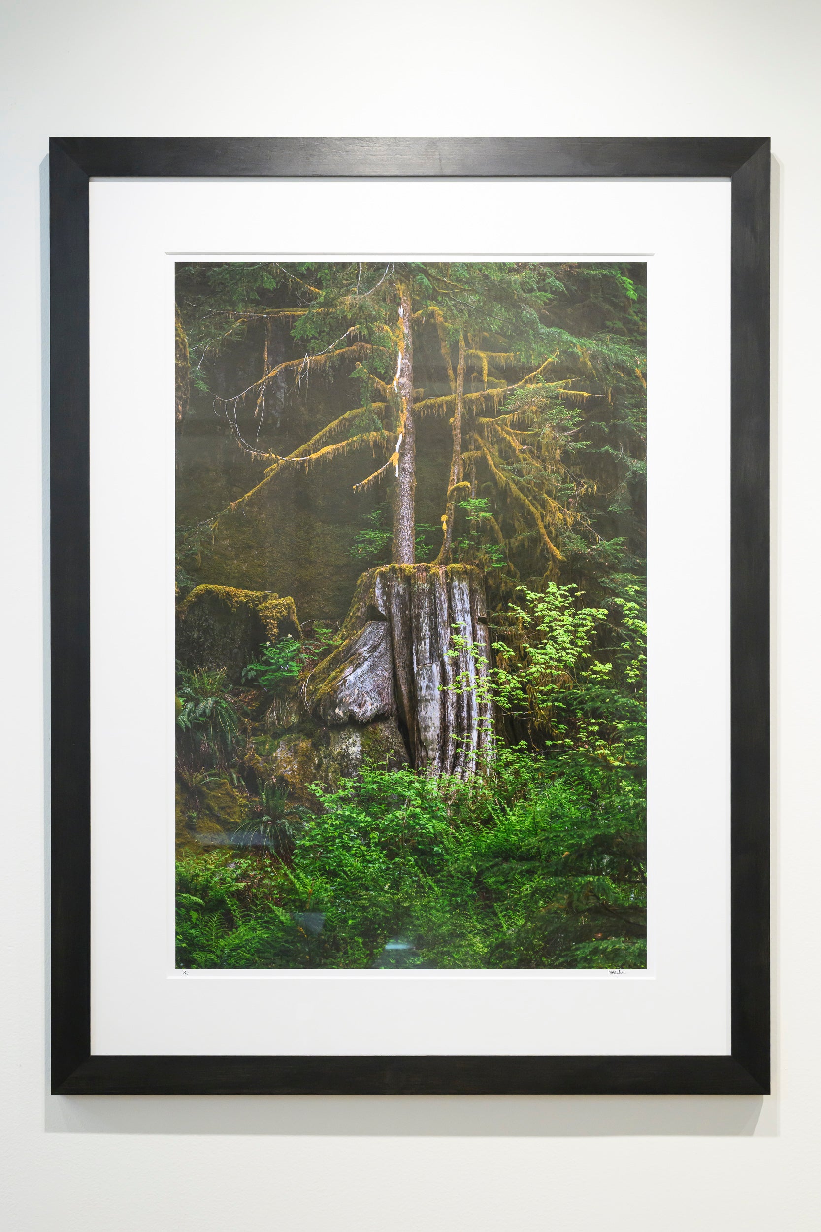 Verdant - Dingford Creek: 24x36 Limited Edition Framed Print