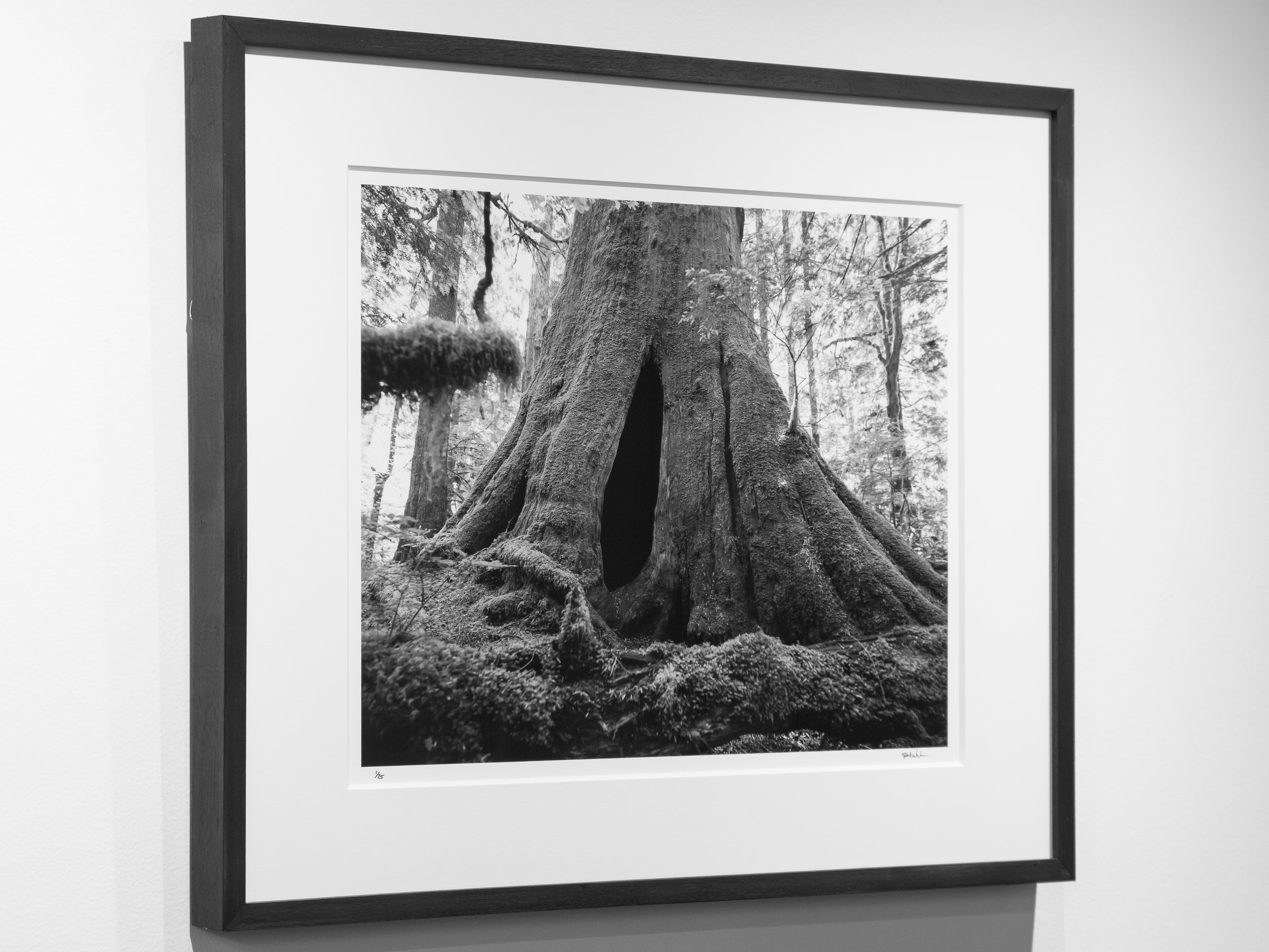 Doorway in Hollow Old Growth Cedar Stump: Limited Edition Framed Print