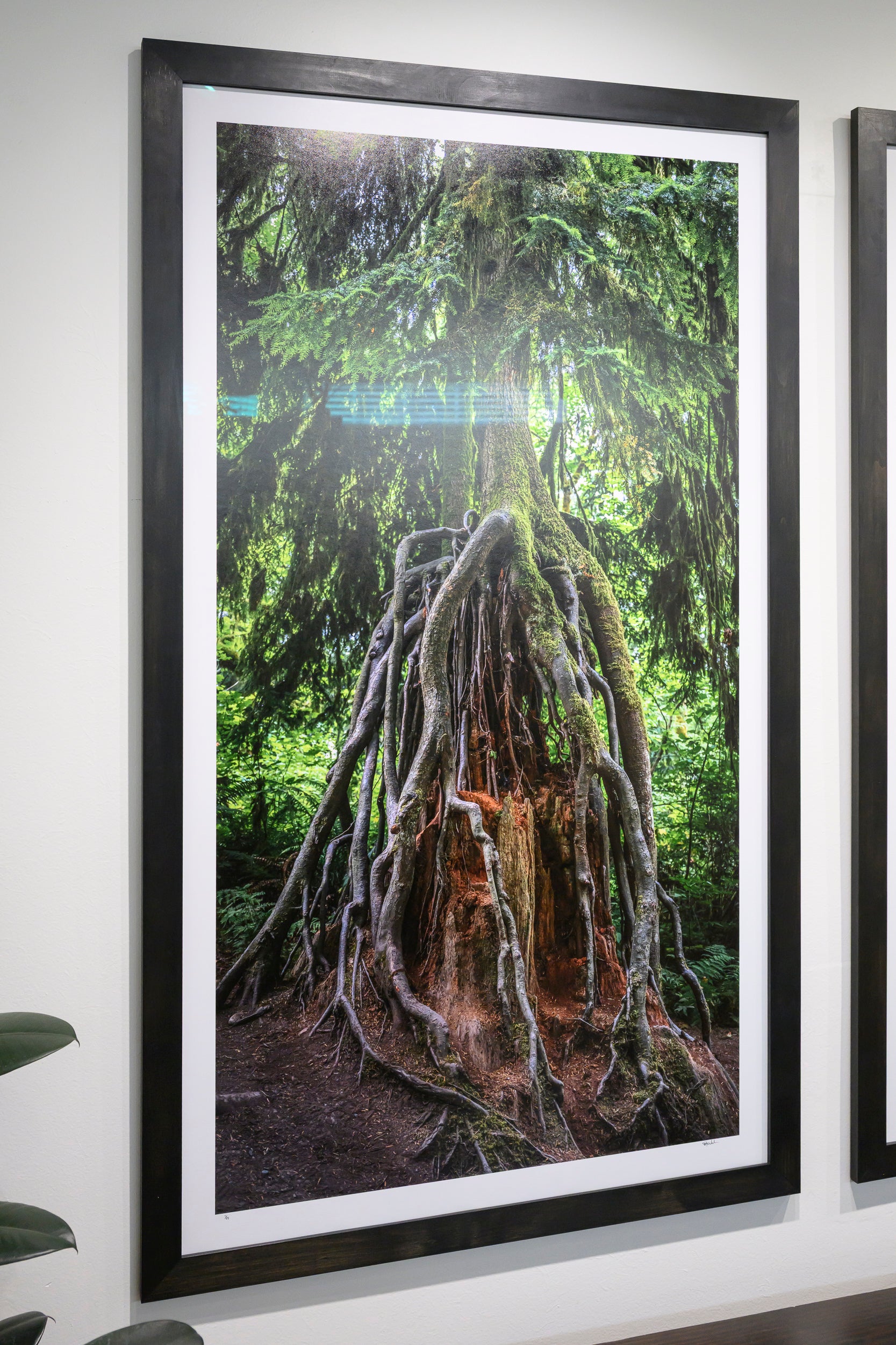 Grasping - Snoqualmie Falls: 30x56 Limited Edition Framed Print