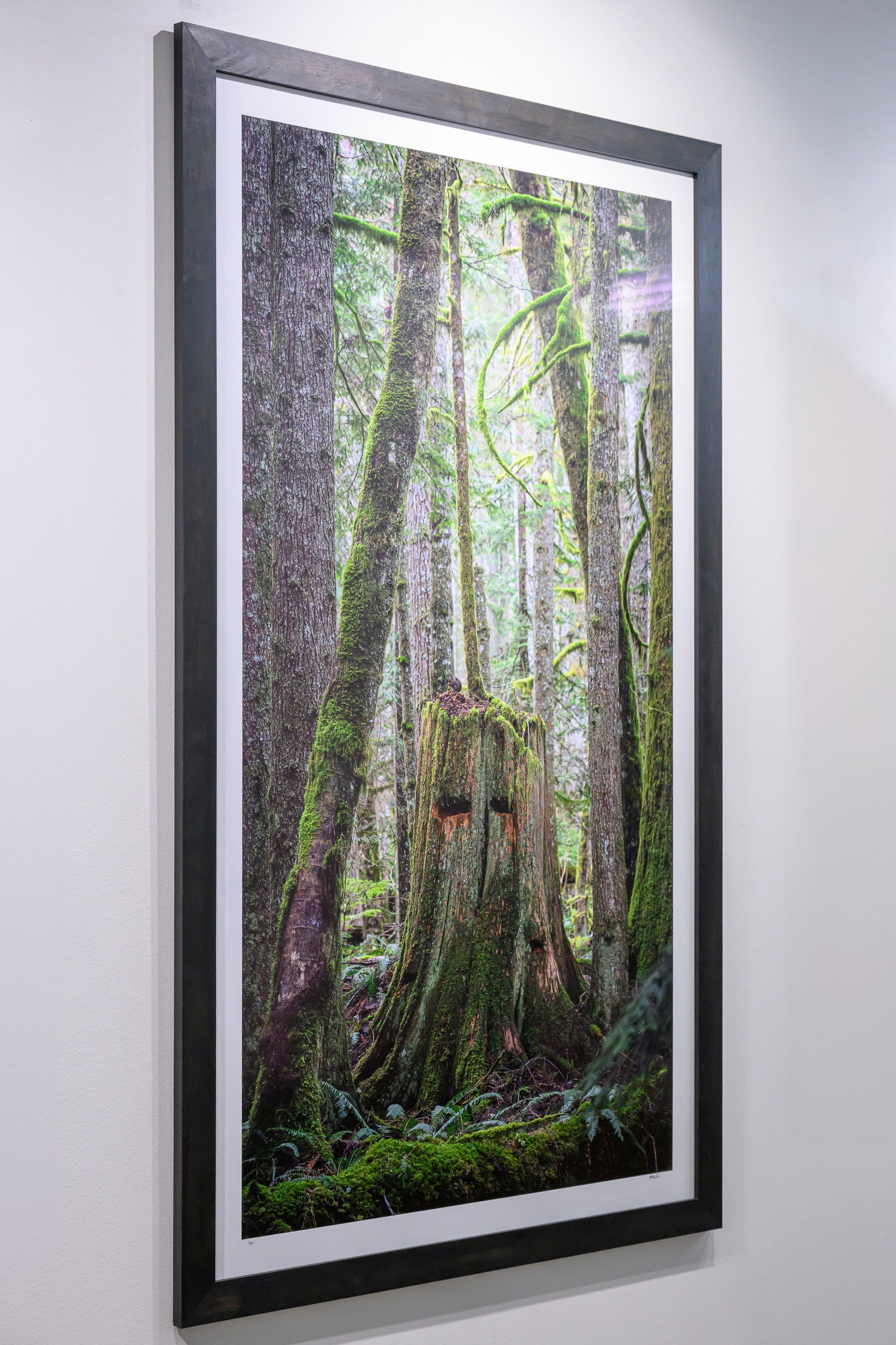 Squirrel - Tinkham Road: 30x56 Limited Edition Framed Print