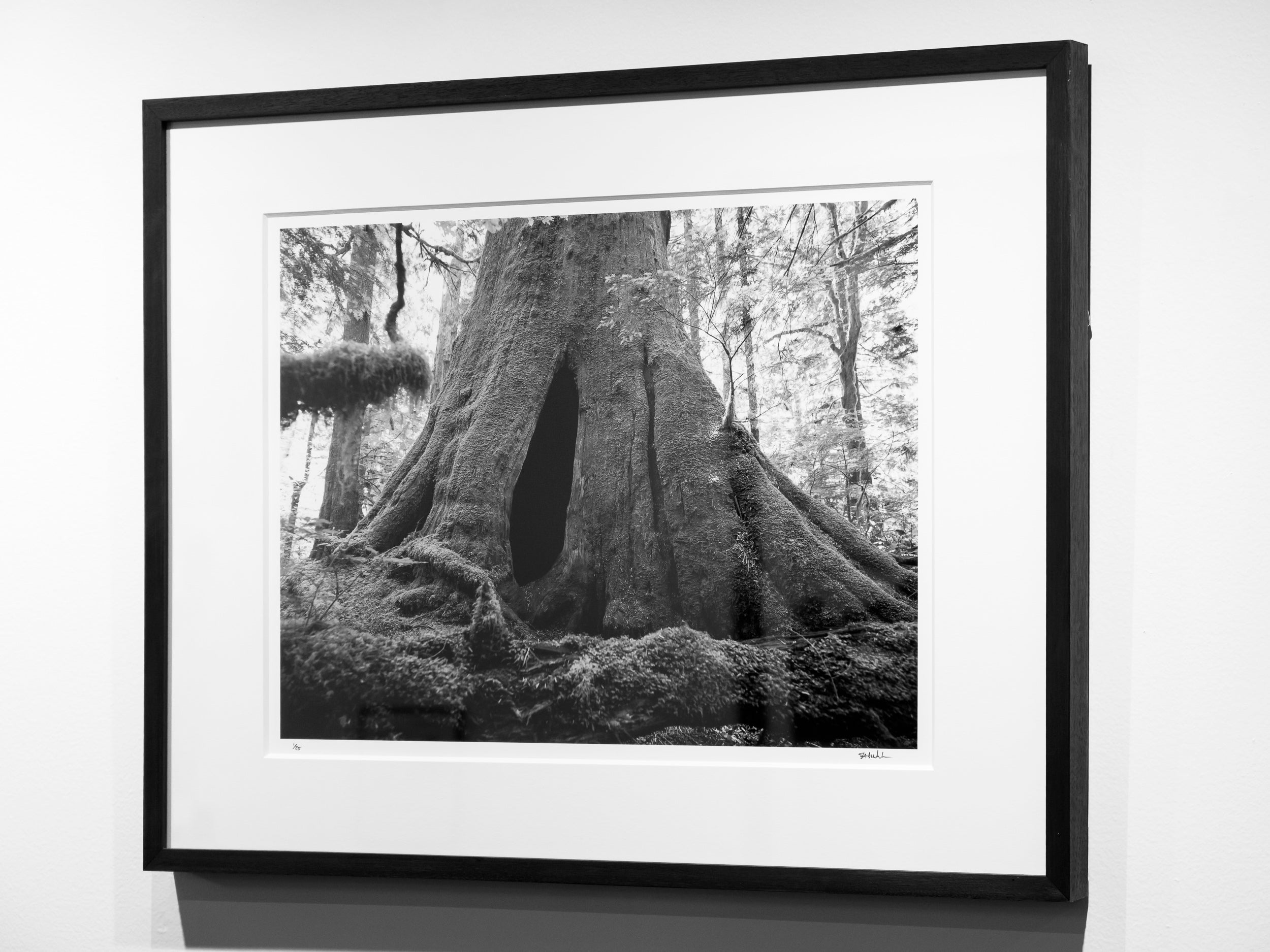 Doorway in Hollow Old Growth Cedar Stump: Limited Edition Framed Print