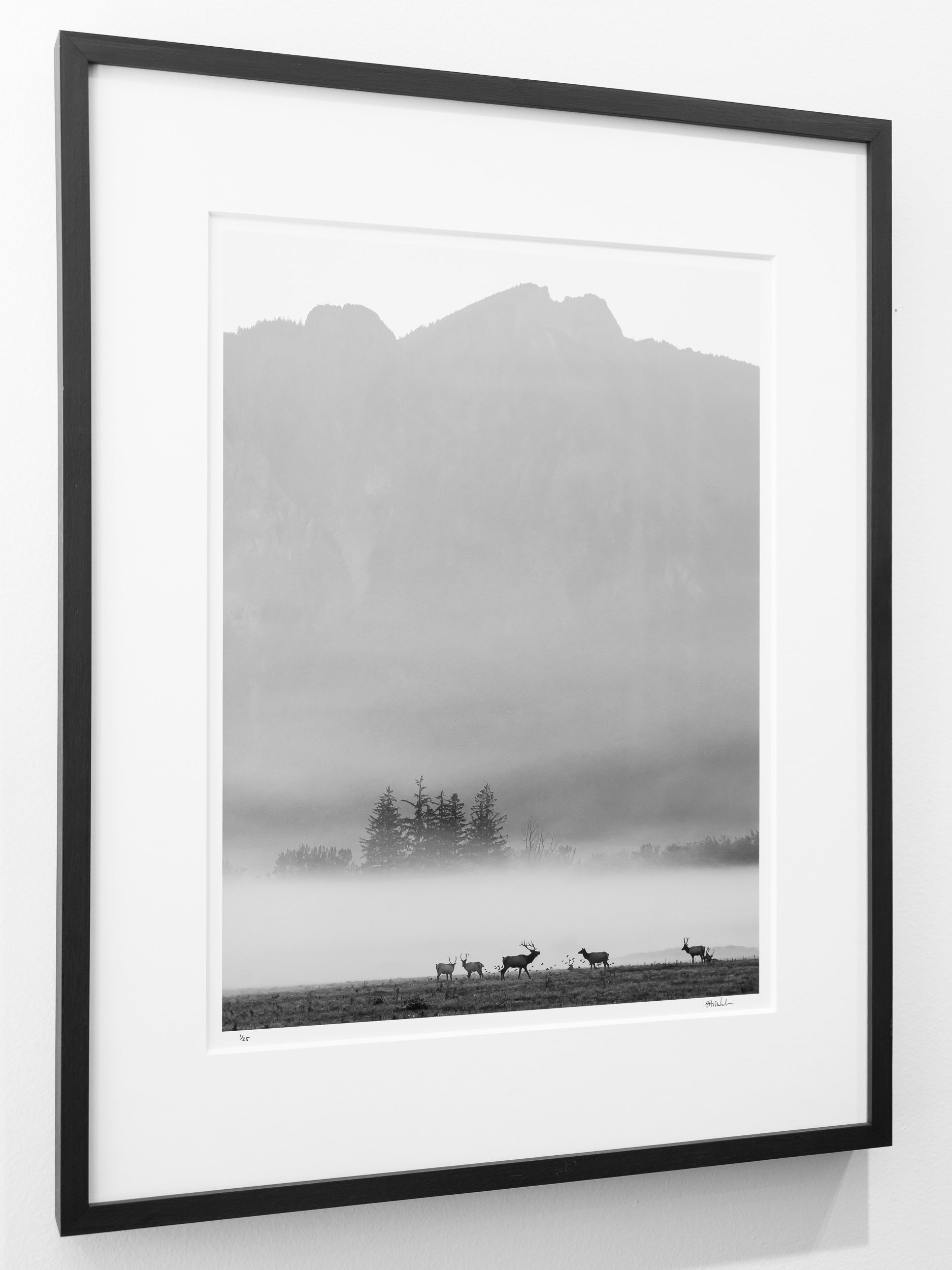 Elk in Autumn Fog below Mount Si: Limited Edition Framed Print