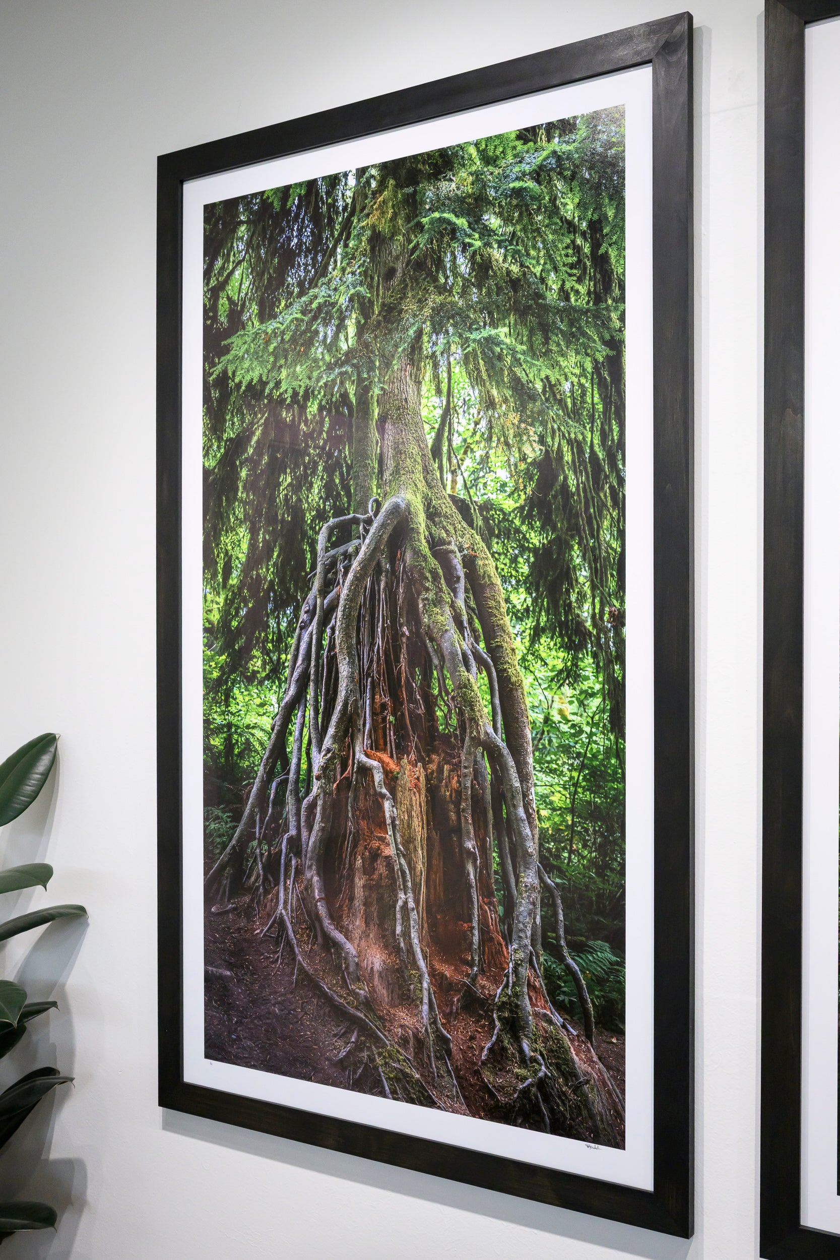 Grasping - Snoqualmie Falls: 30x56 Limited Edition Framed Print