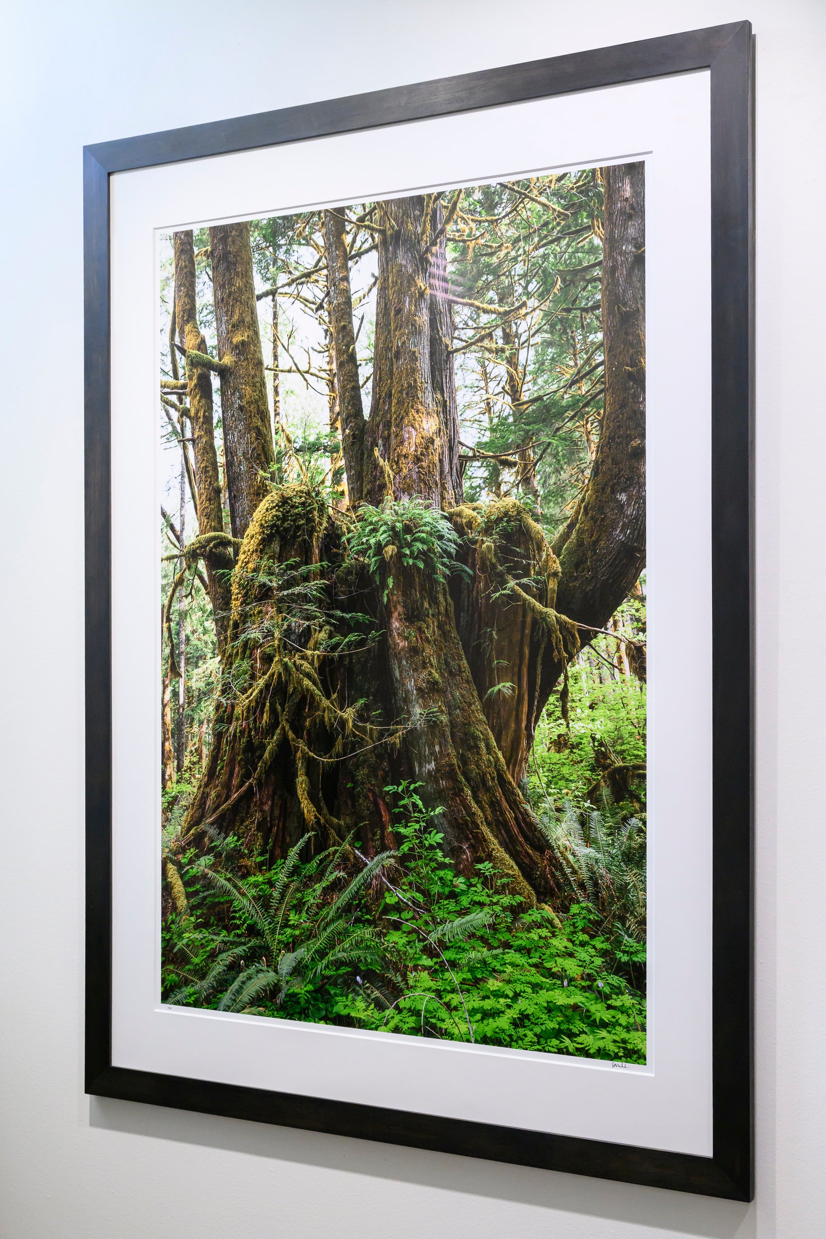 Proliferation - Mine Creek: 32x48 Limited Edition Framed Print