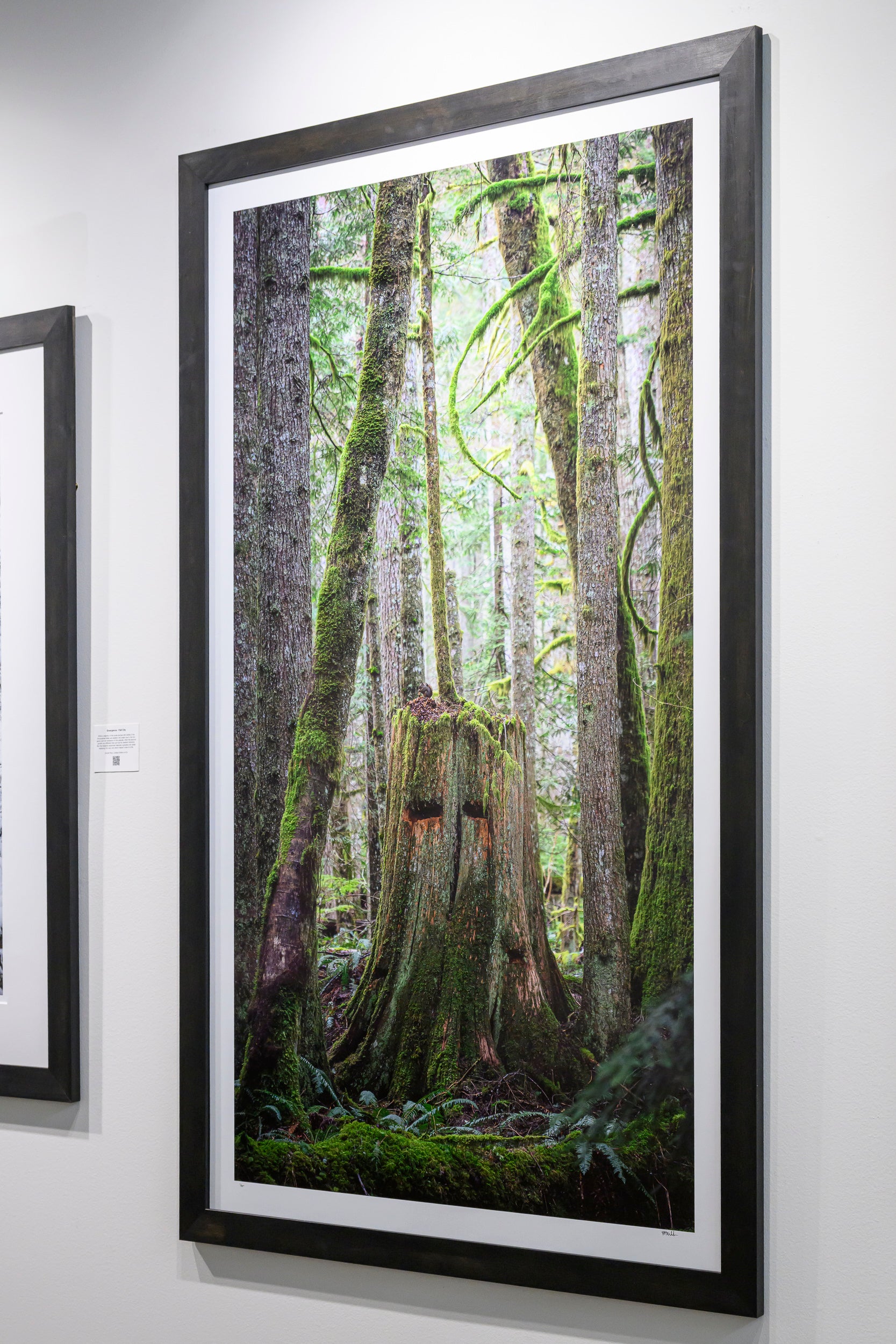 Squirrel - Tinkham Road: 30x56 Limited Edition Framed Print