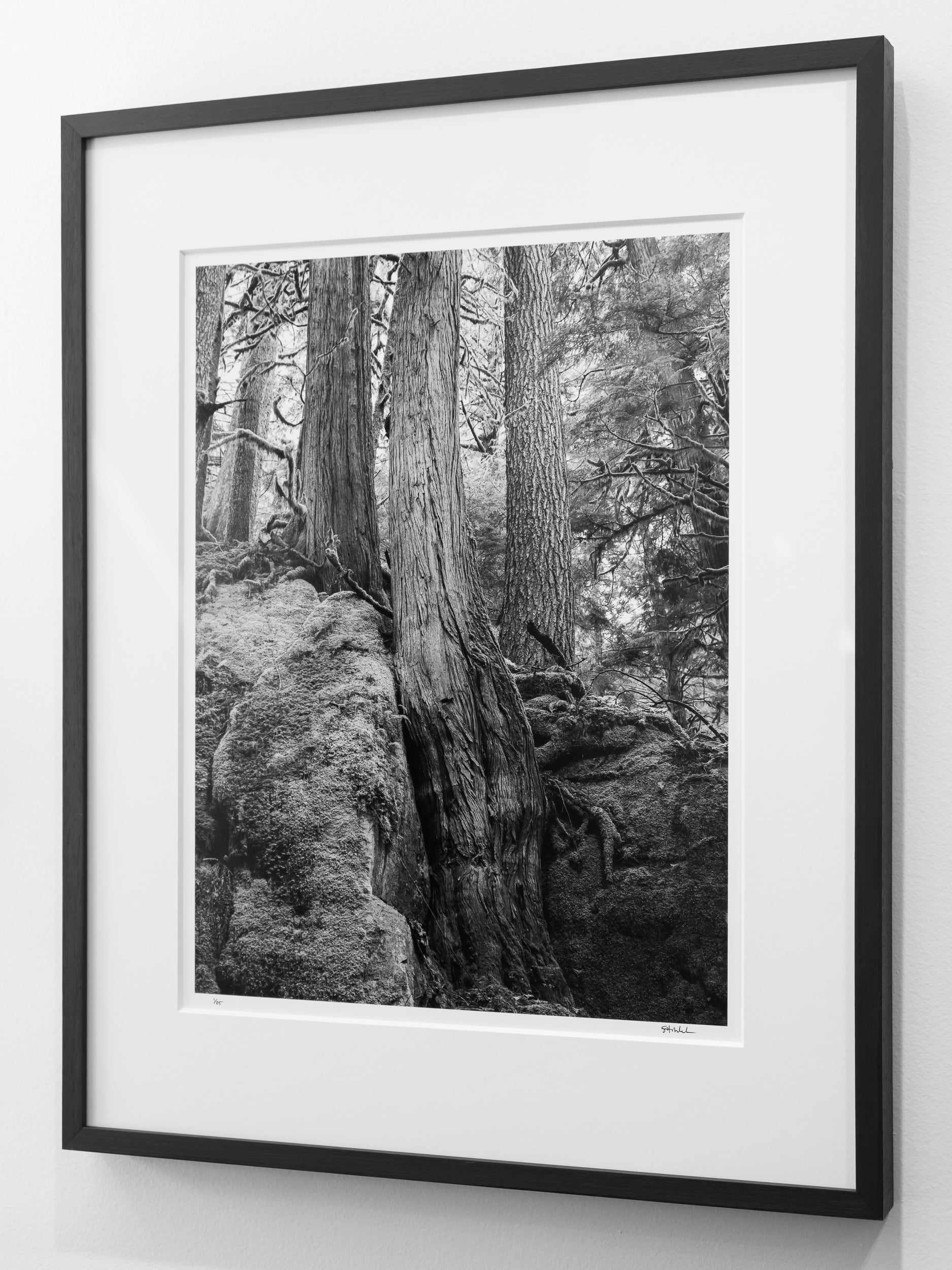 Stone and Root near Dingford Creek: Limited Edition Framed Print