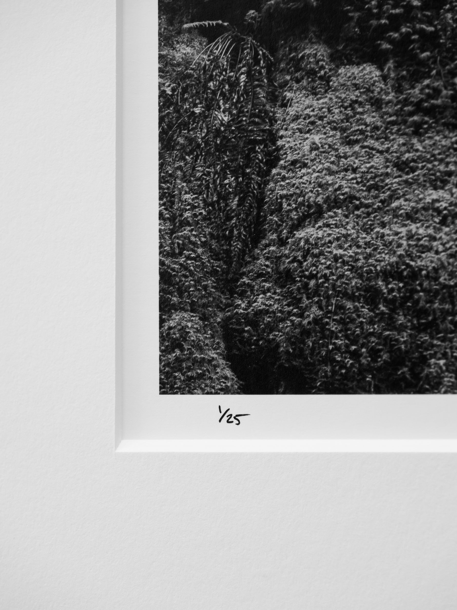 Stone and Root near Dingford Creek: Limited Edition Framed Print