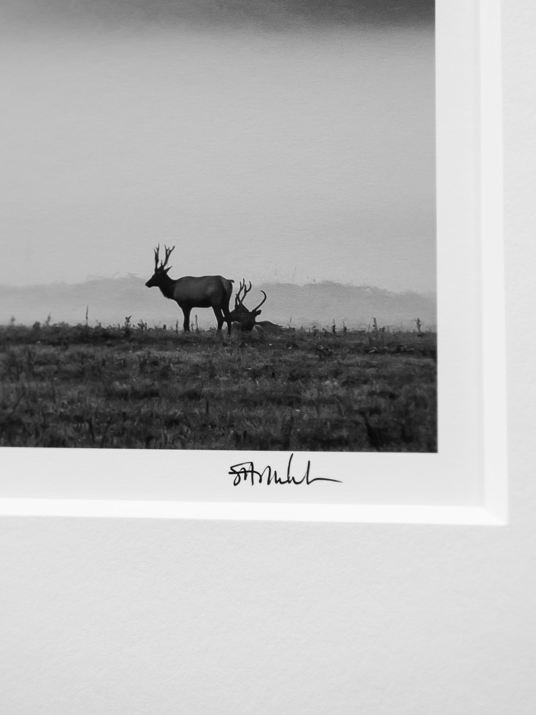Elk in Autumn Fog below Mount Si: Limited Edition Framed Print