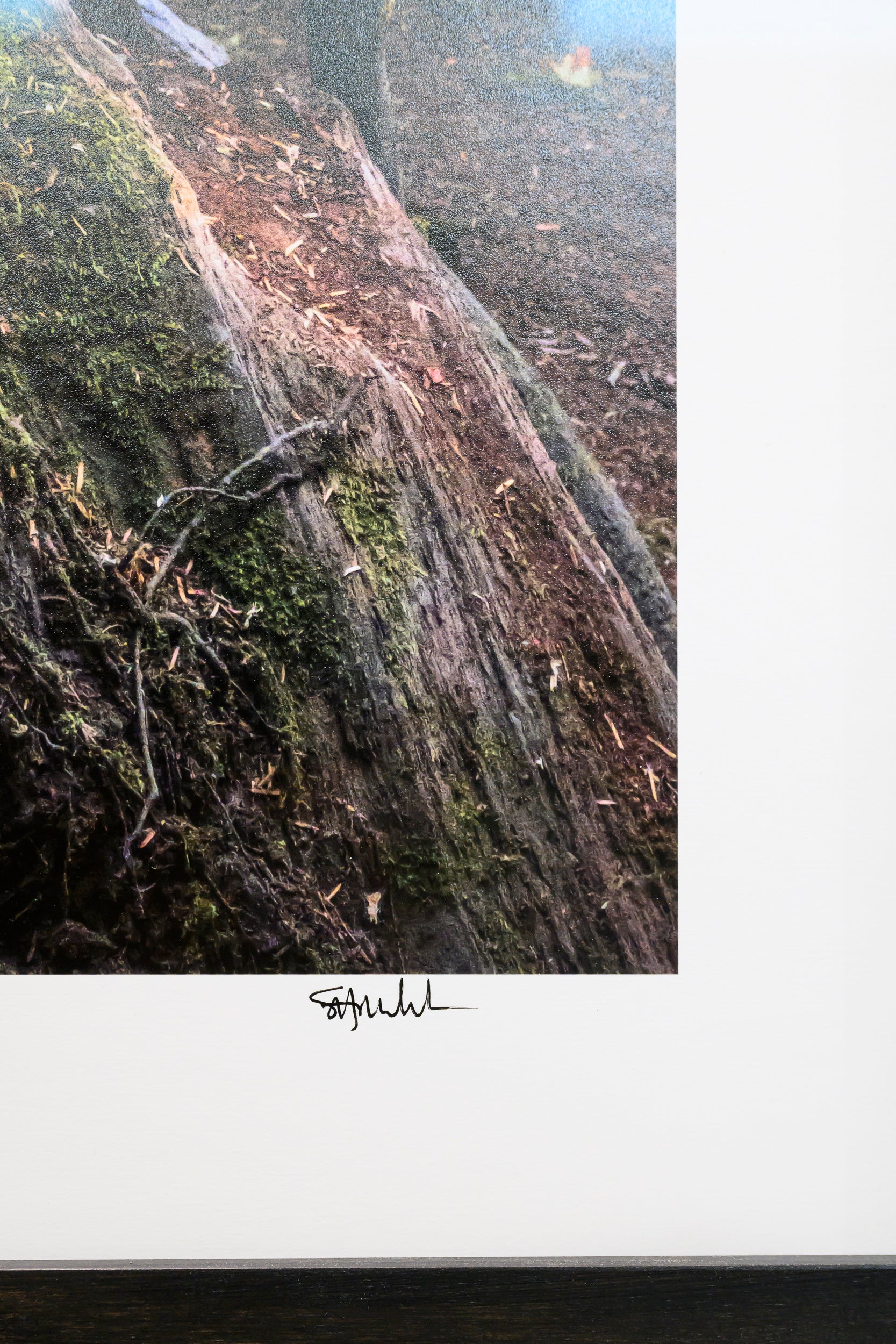 Grasping - Snoqualmie Falls: 30x56 Limited Edition Framed Print