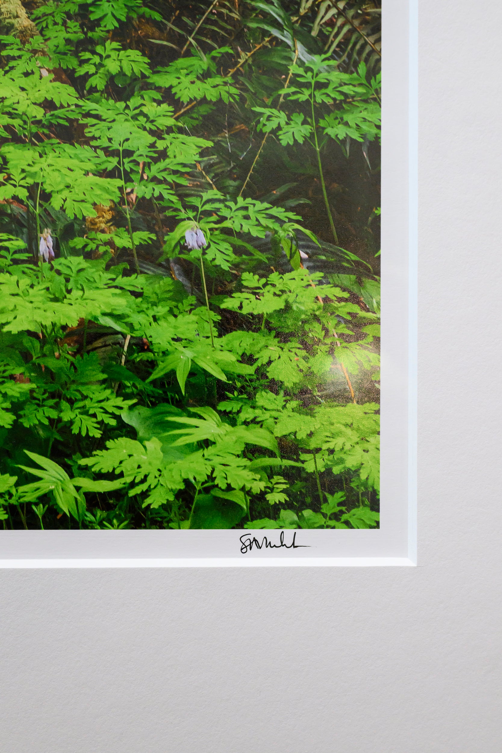 Proliferation - Mine Creek: 32x48 Limited Edition Framed Print