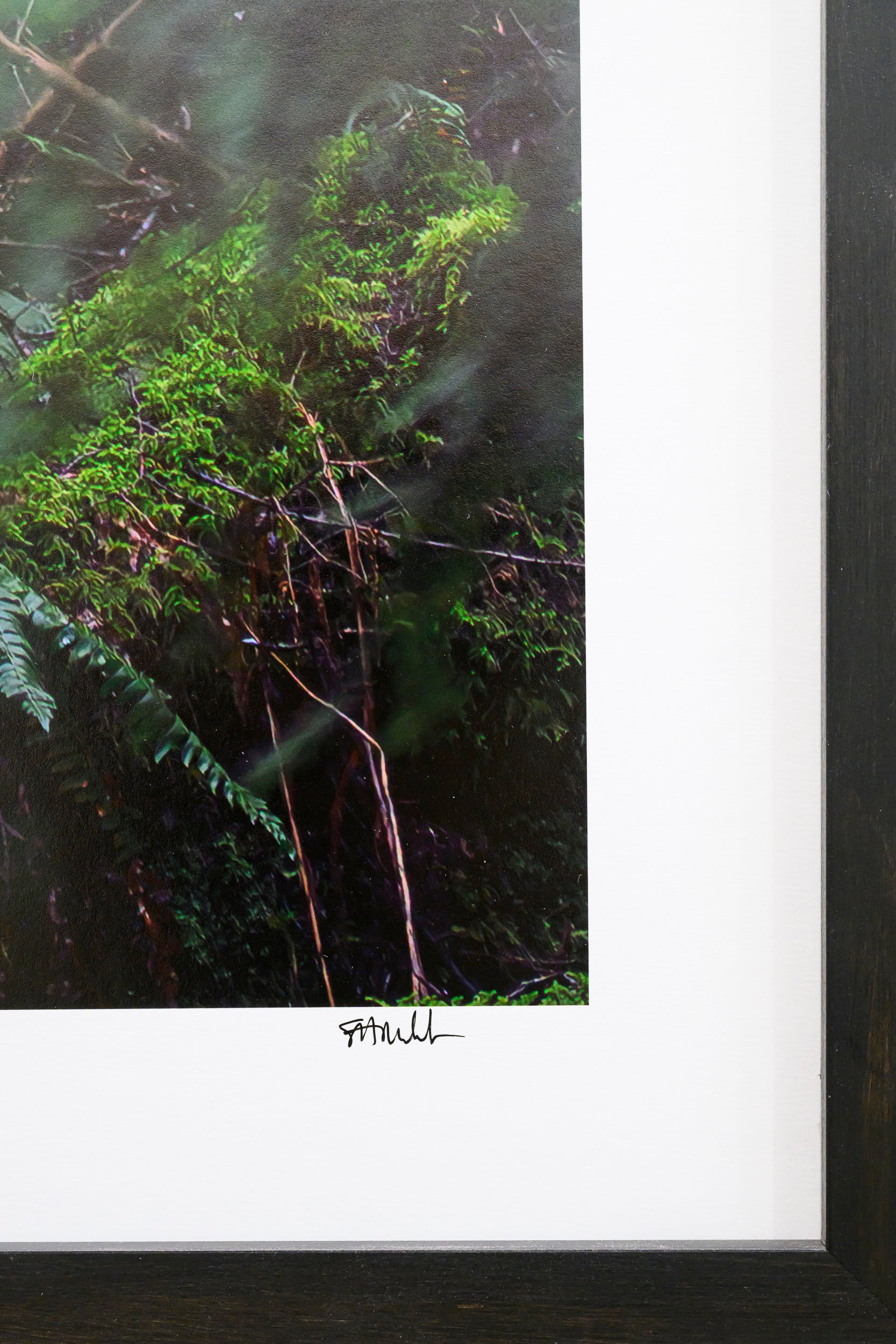 Squirrel - Tinkham Road: 30x56 Limited Edition Framed Print