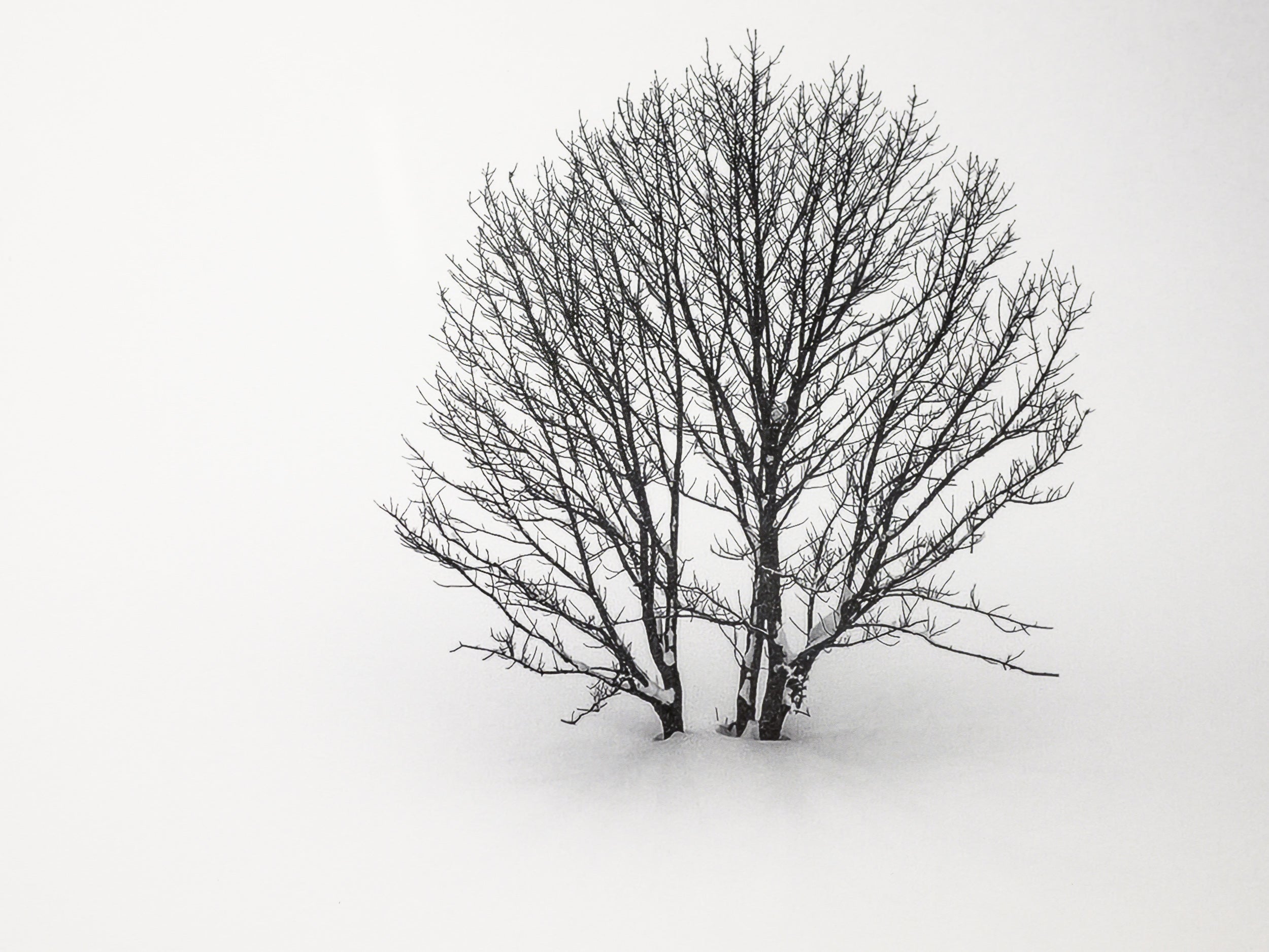 Three Trees in Hakuba: 24x36 Limited Edition Framed Print