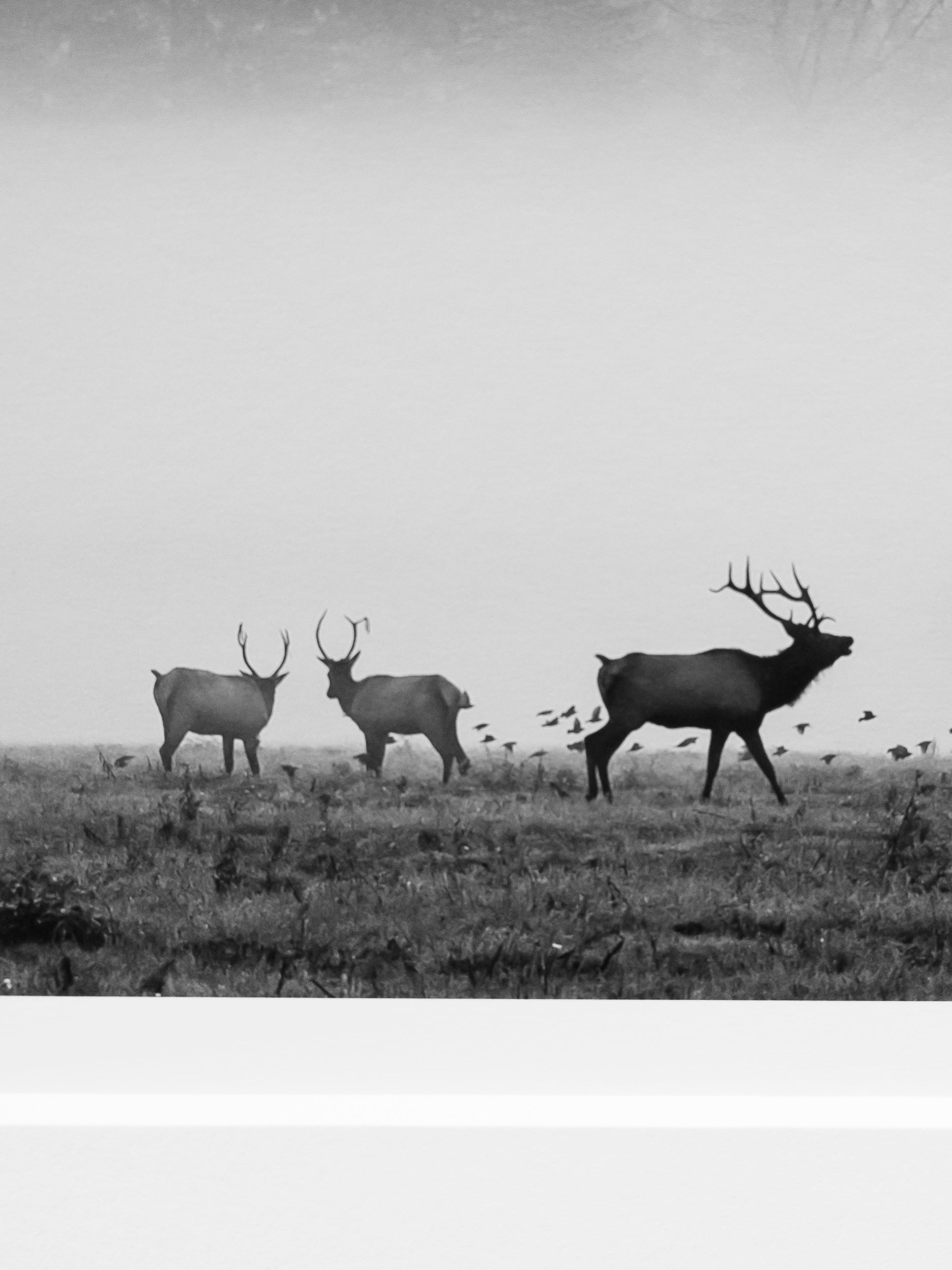 Elk in Autumn Fog below Mount Si: Limited Edition Framed Print