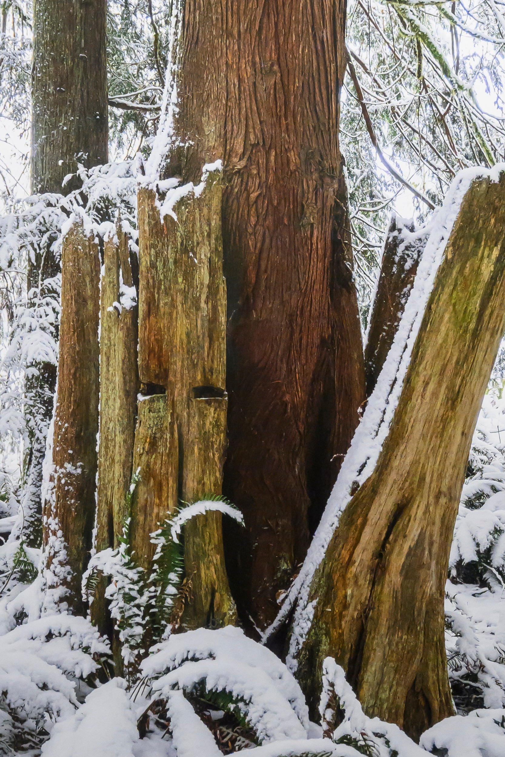 Emergence - Fall City: 24x36 Limited Edition Framed Print