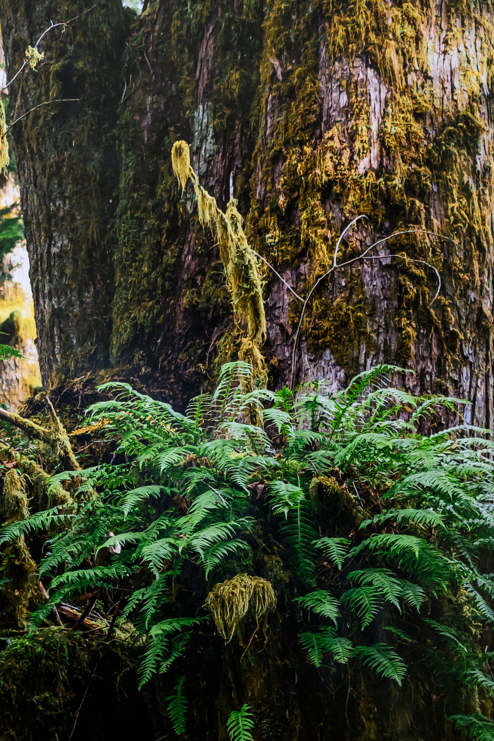 Proliferation - Mine Creek: 32x48 Limited Edition Framed Print