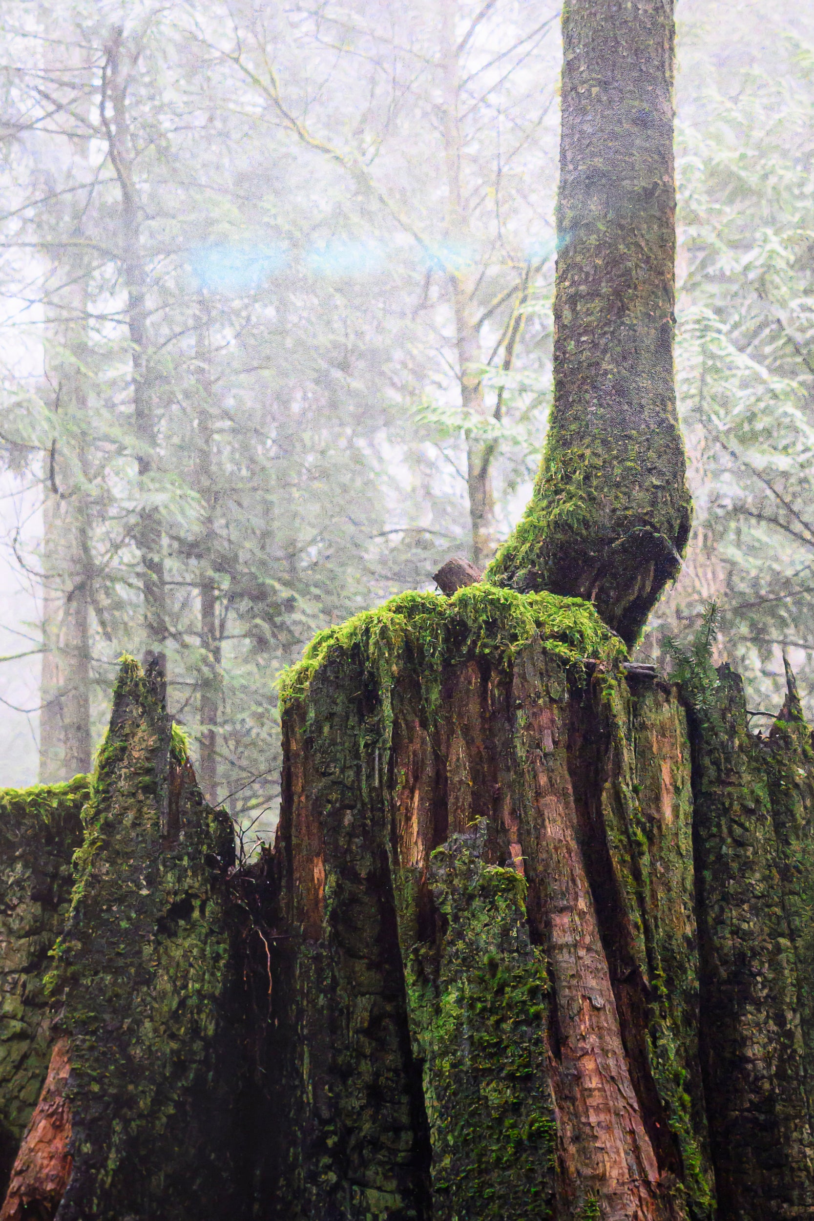 Reaching - Mount Si: 30x56 Limited Edition Framed Print