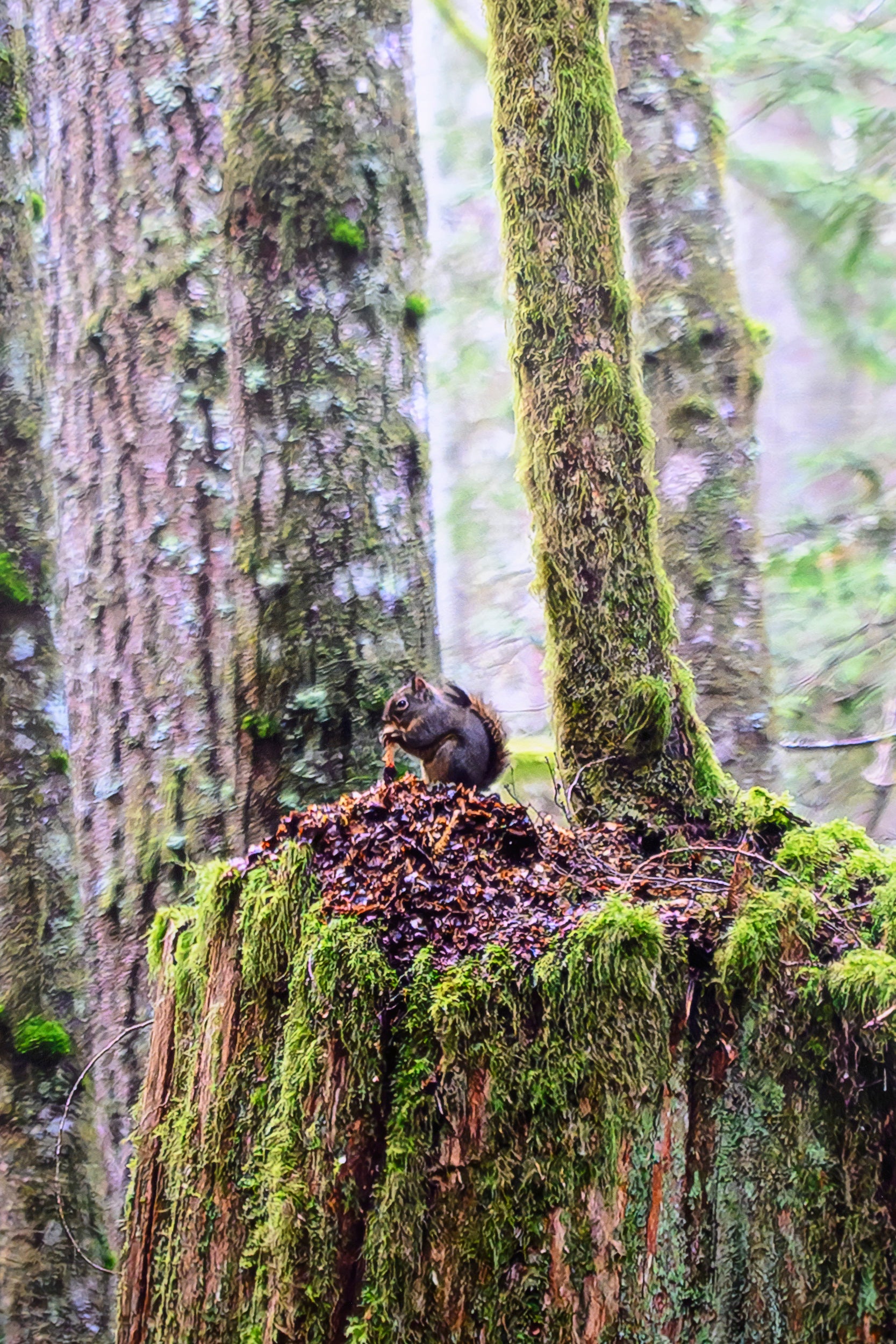 Squirrel - Tinkham Road: 30x56 Limited Edition Framed Print