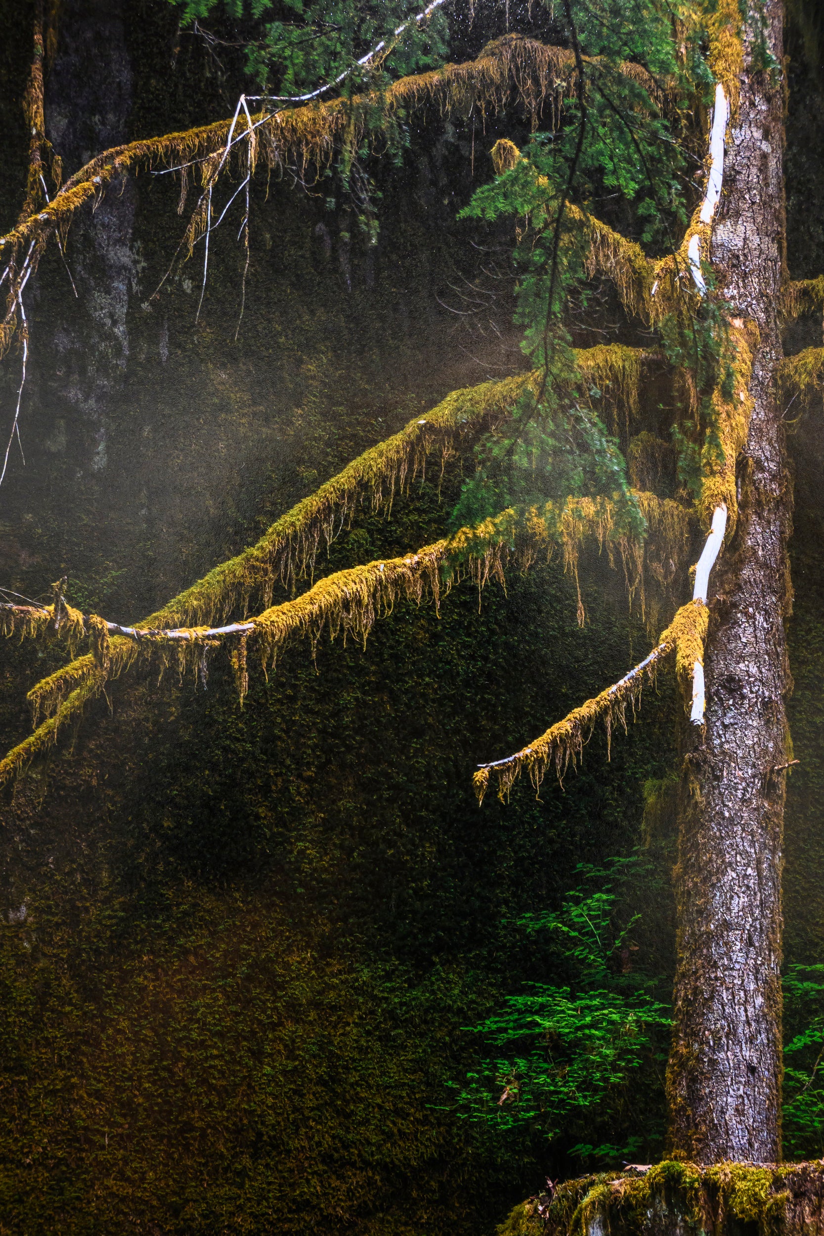Verdant - Dingford Creek: 24x36 Limited Edition Framed Print