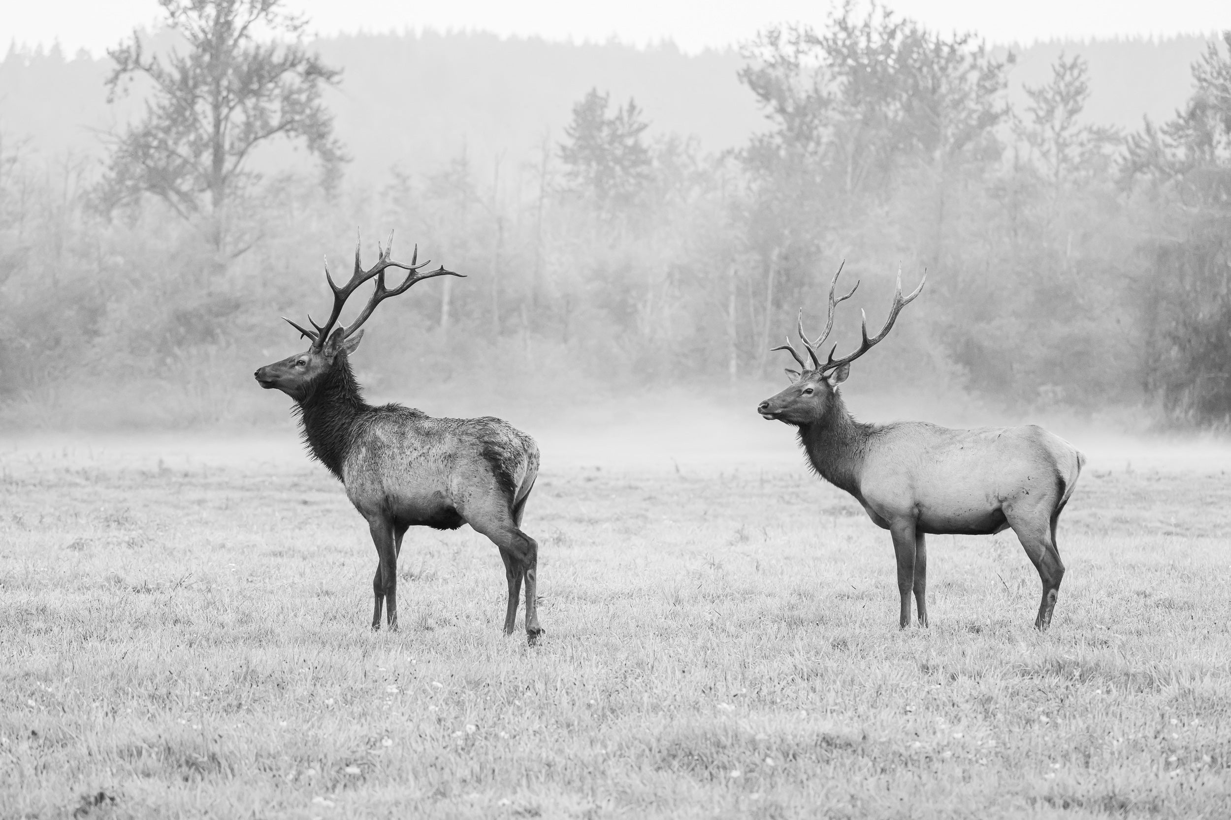 20240906_SR_NB_Elk_1_DSC9834.jpg