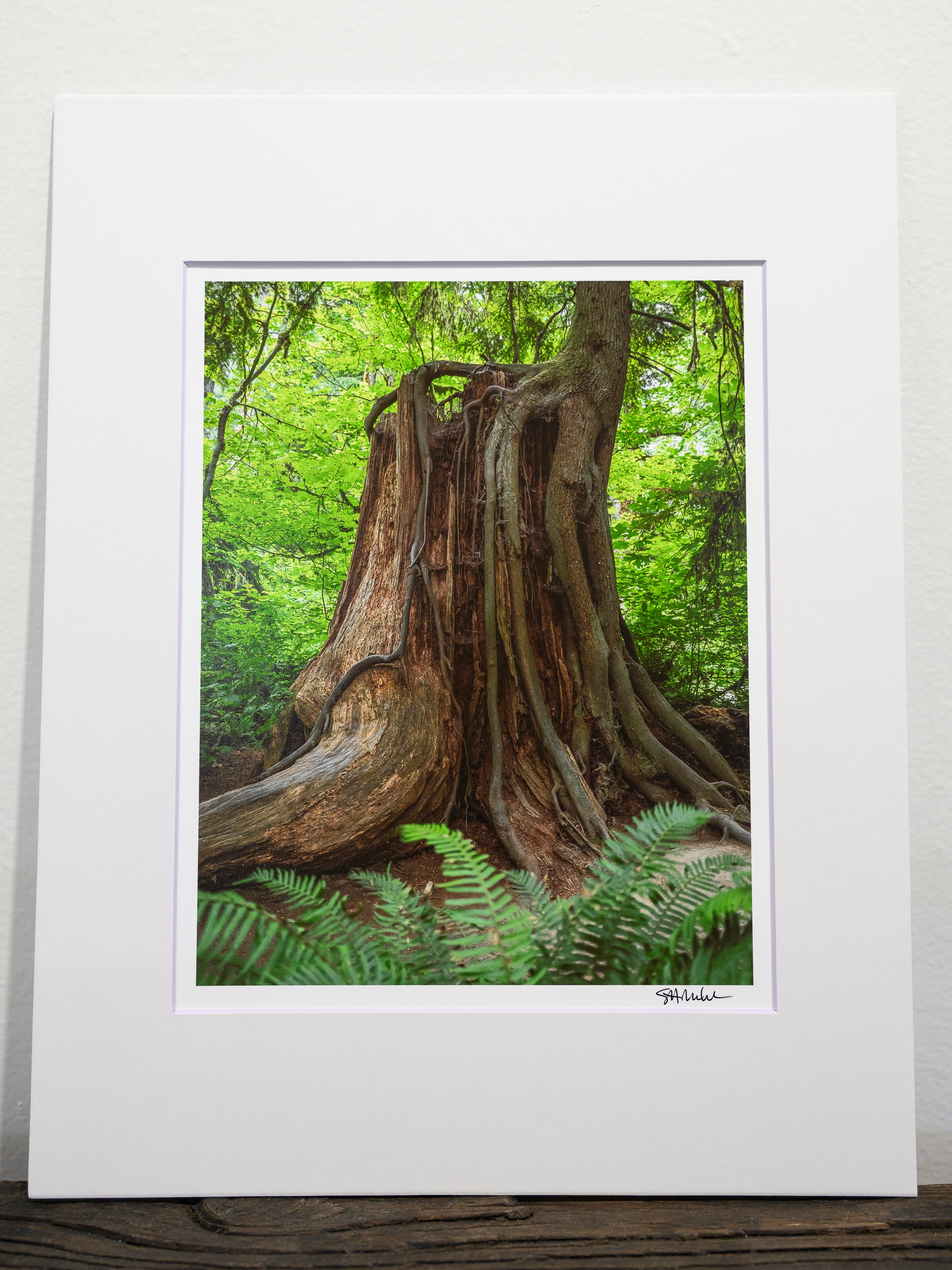 Continuation - Snoqualmie Falls: 8x10 Open Edition Matted Print
