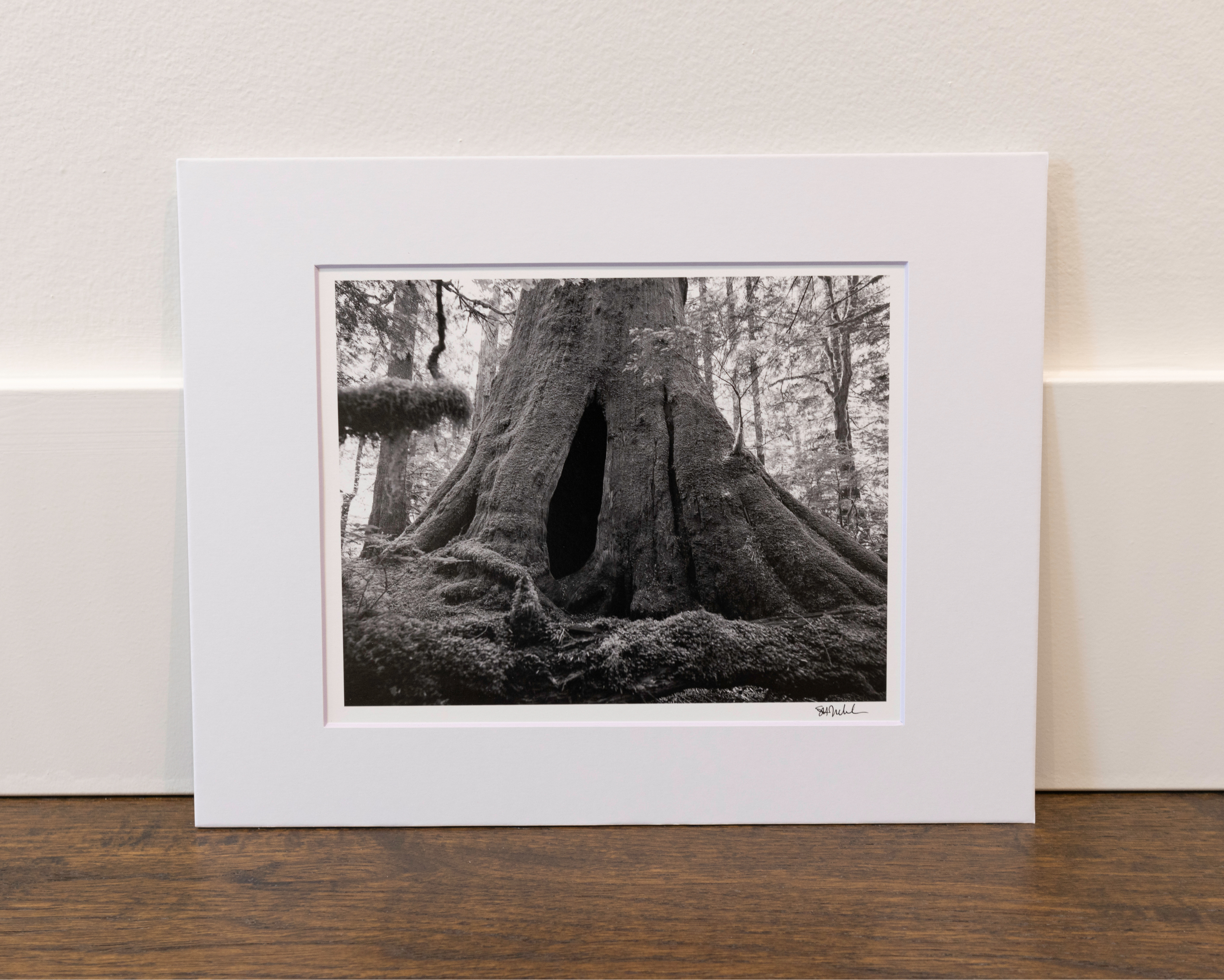 Doorway in Hollow Old Growth Cedar Stump: 8x10 Open Edition Matted Print