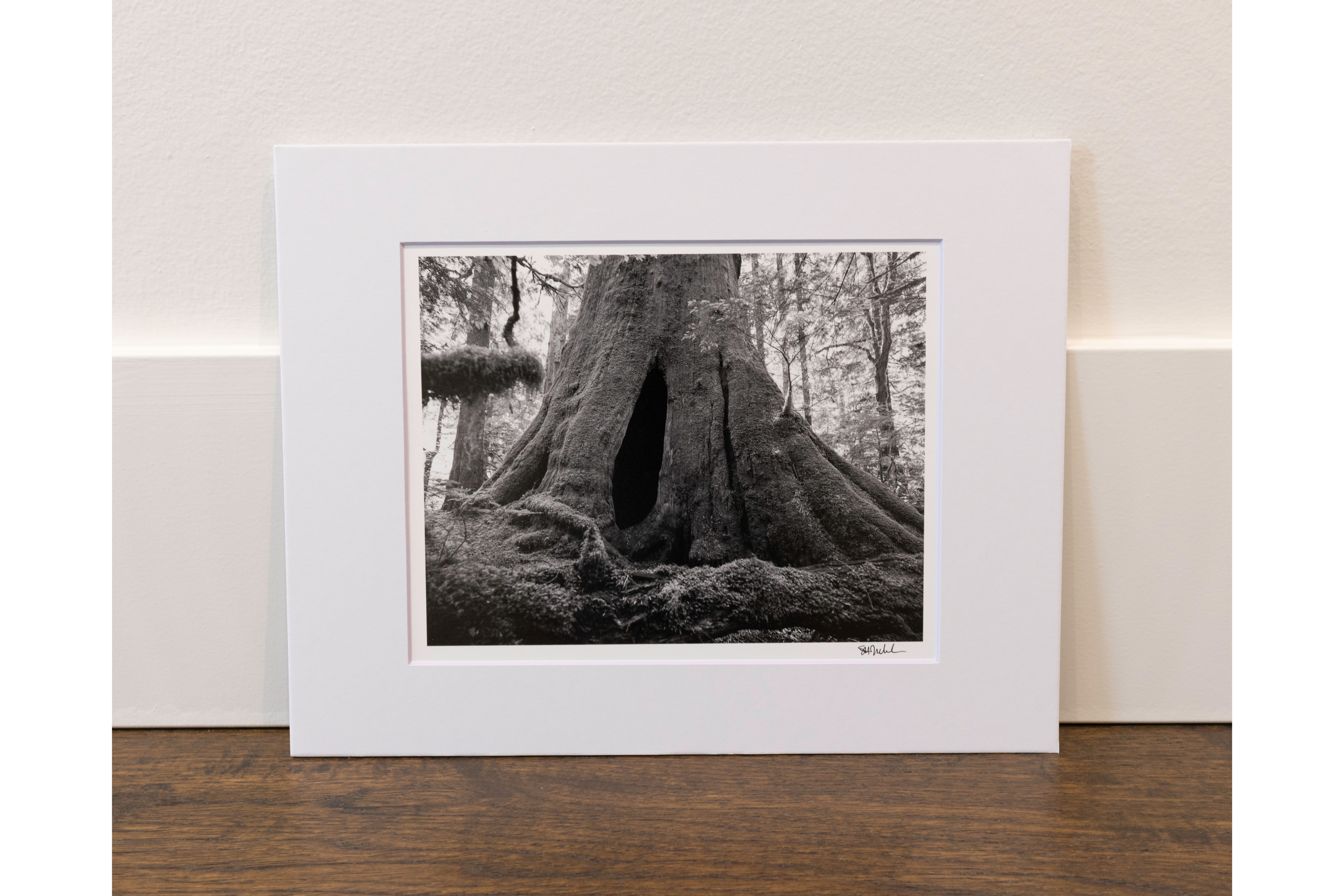 Doorway in Hollow Old Growth Cedar Stump: 8x10 Open Edition Matted Print