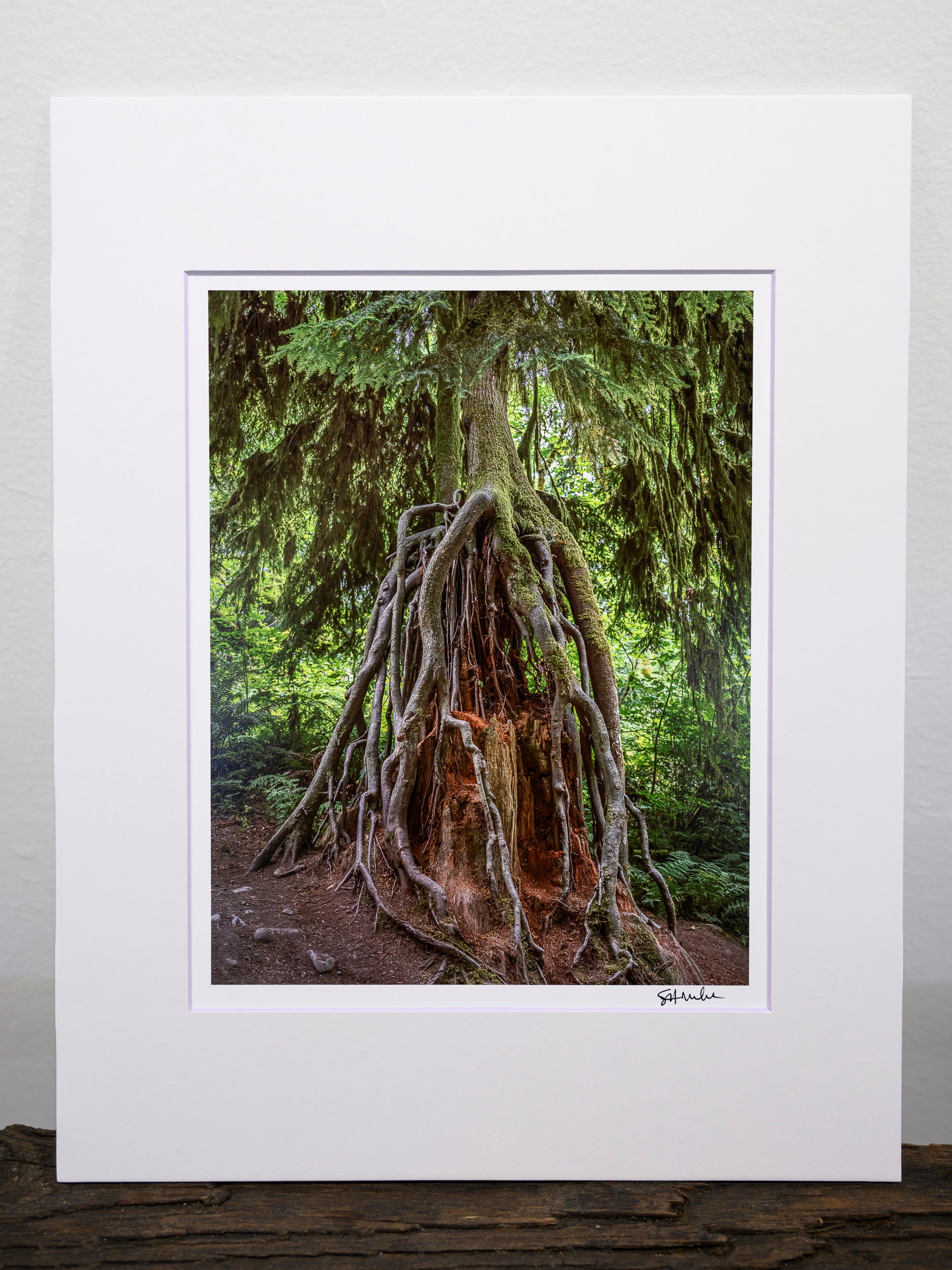 Grasping - Snoqualmie Falls: 8x10 Open Edition Matted Print