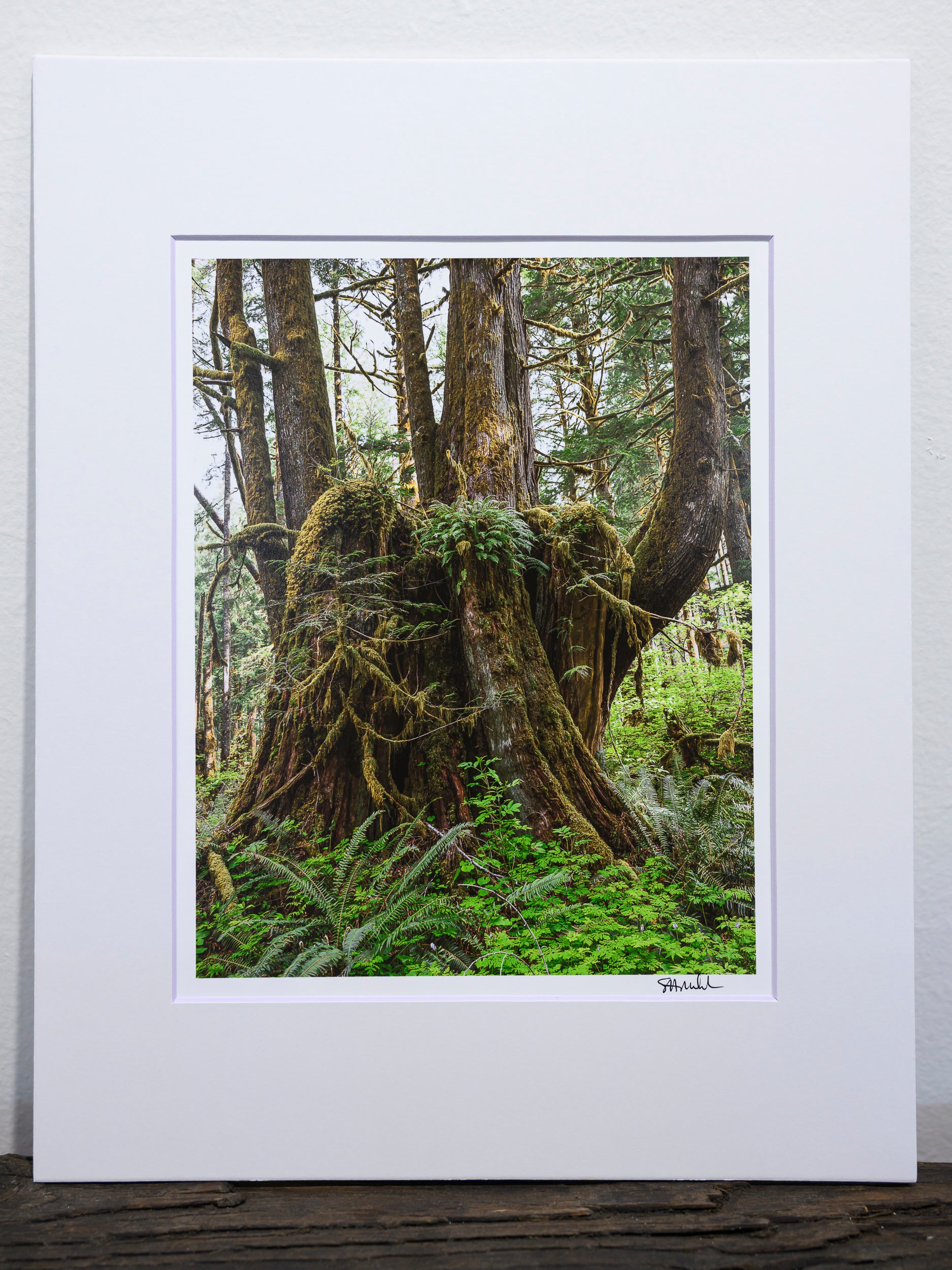 Proliferation - Mine Creek: 8x10 Open Edition Matted Print