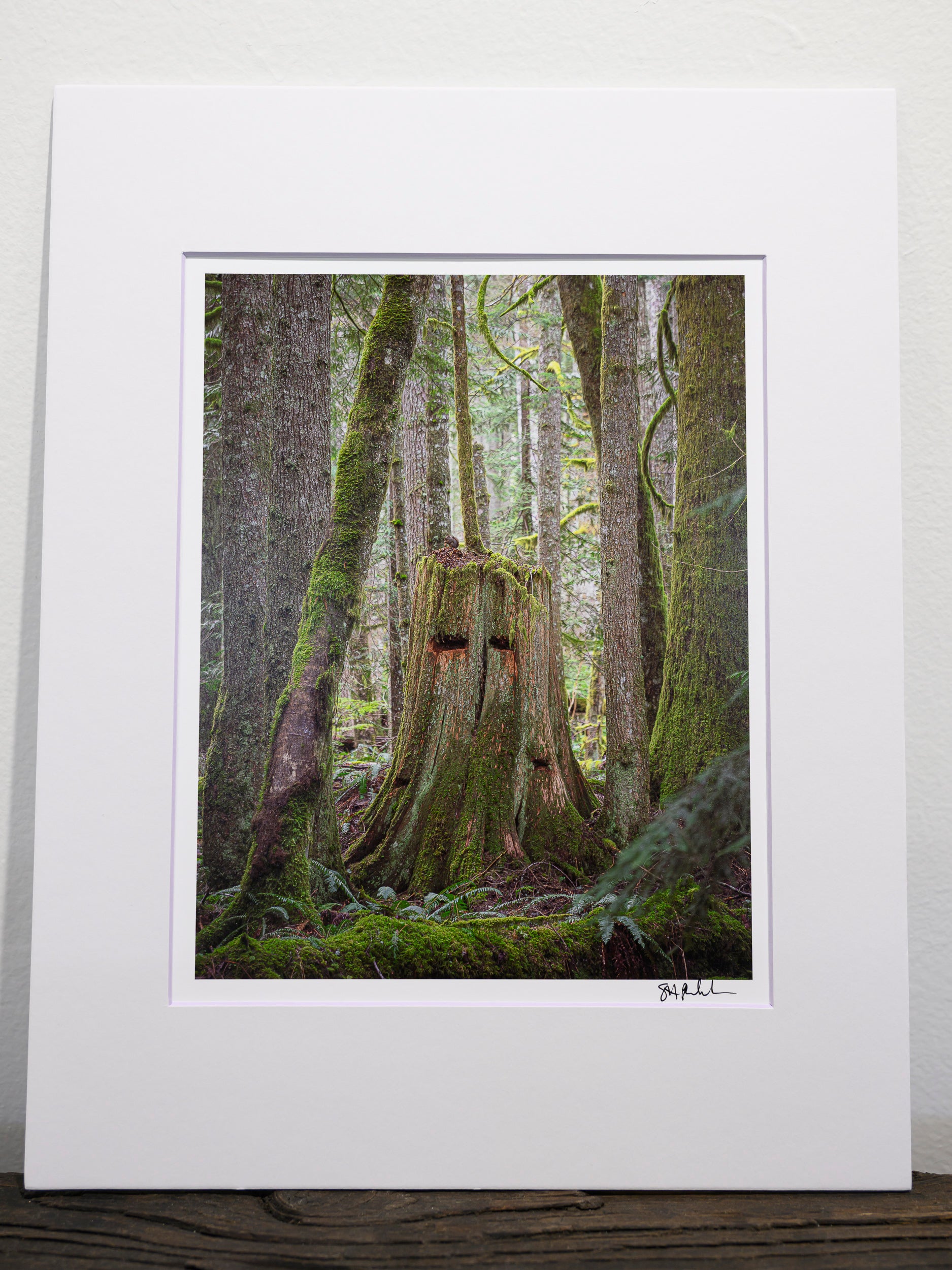 Squirrel - Tinkham Road: 8x10 Open Edition Matted Print