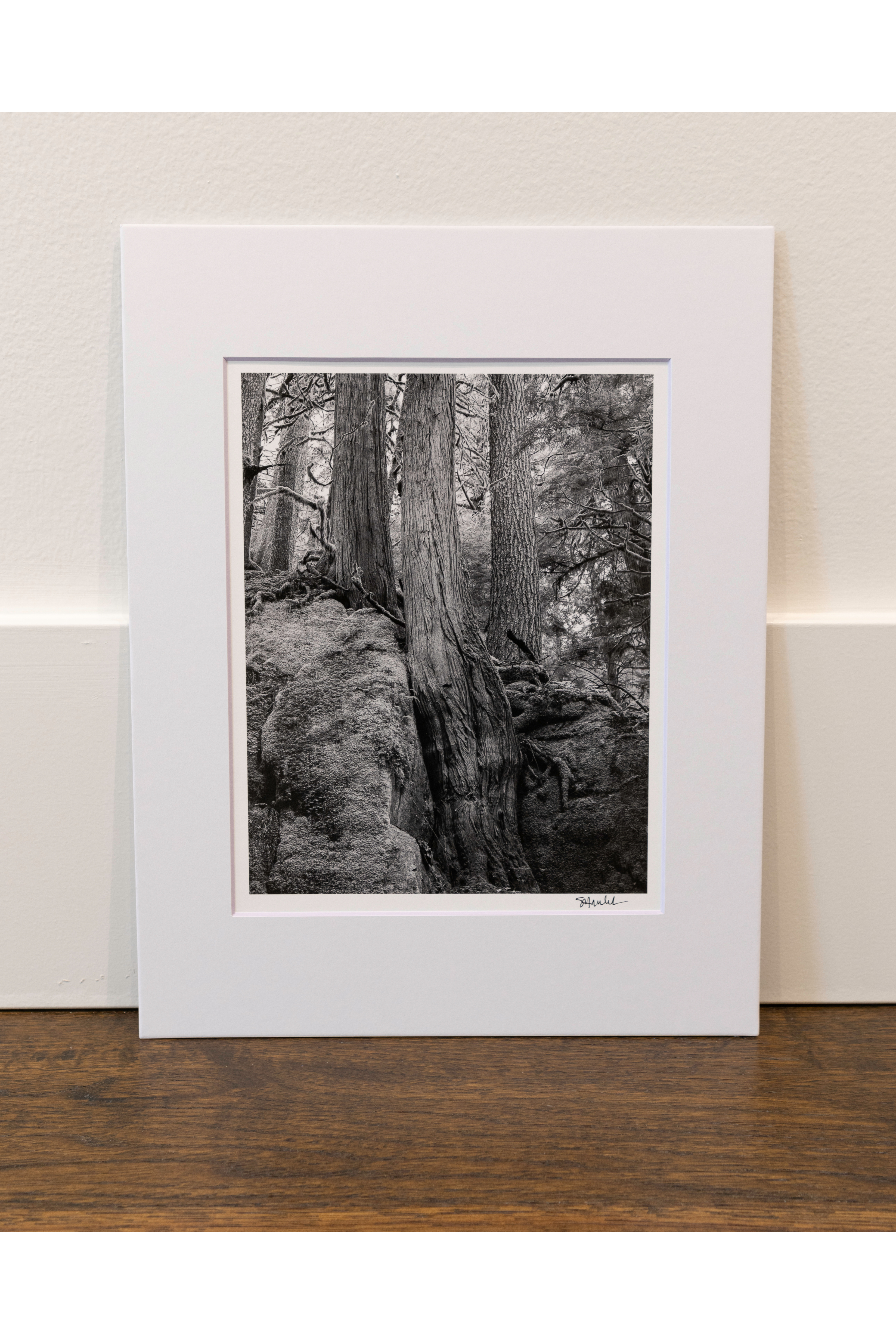Stone and Root near Dingford Creek: 8x10 Open Edition Matted Print