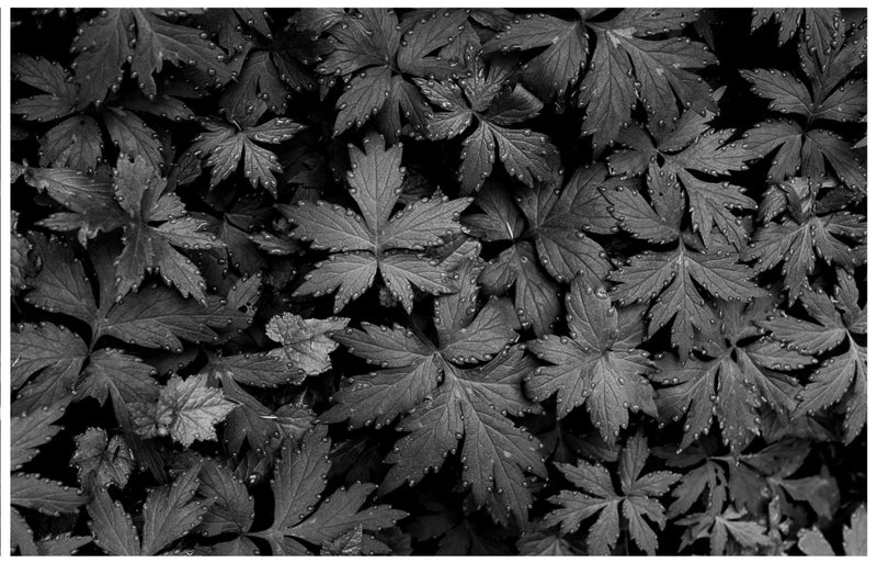 Immaculate Droplets on Pacific Waterleaf: 32x48 Limited Edition Framed Print